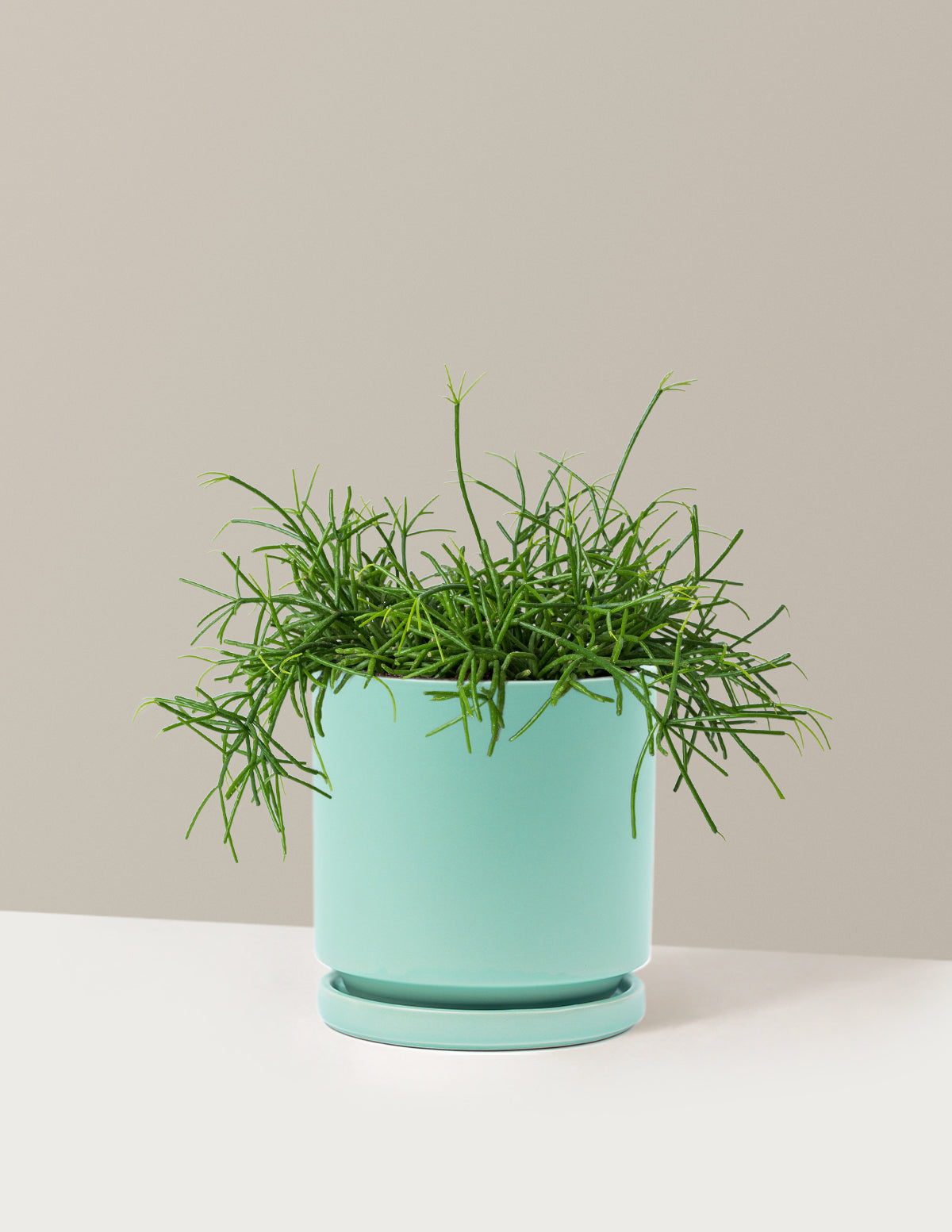 Mistletoe Cactus (Rhipsalis baccifera)