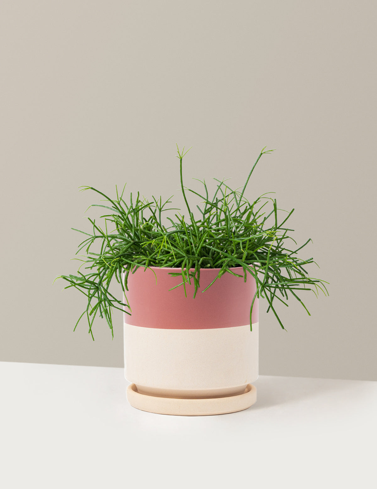 Mistletoe Cactus (Rhipsalis baccifera)