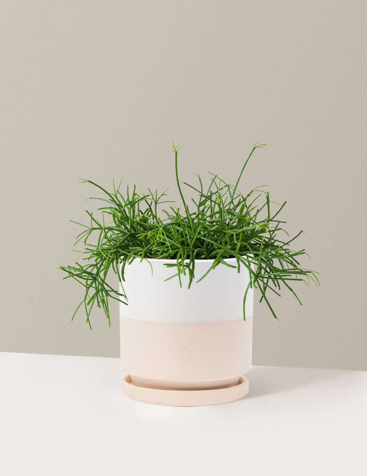 Mistletoe Cactus (Rhipsalis baccifera)