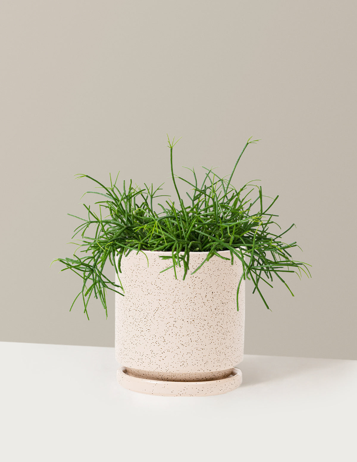 Mistletoe Cactus (Rhipsalis baccifera)