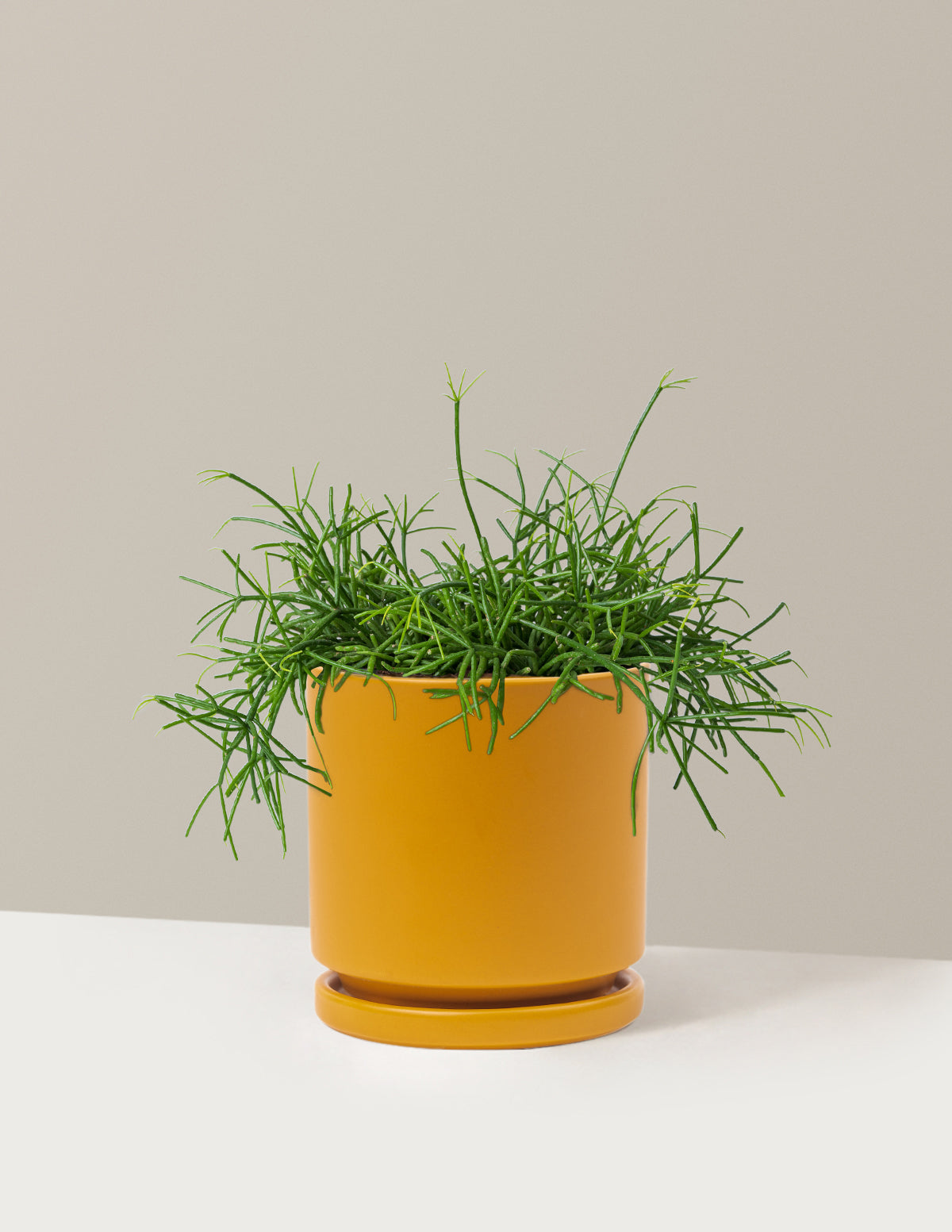 Mistletoe Cactus (Rhipsalis baccifera)