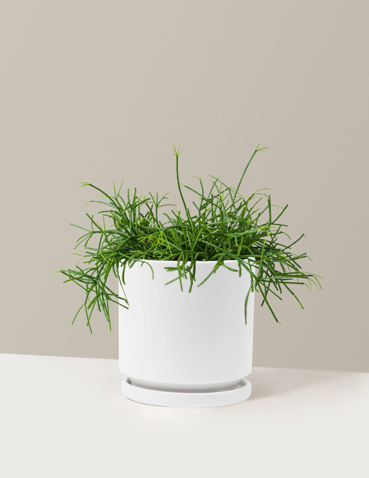 Mistletoe Cactus (Rhipsalis baccifera)