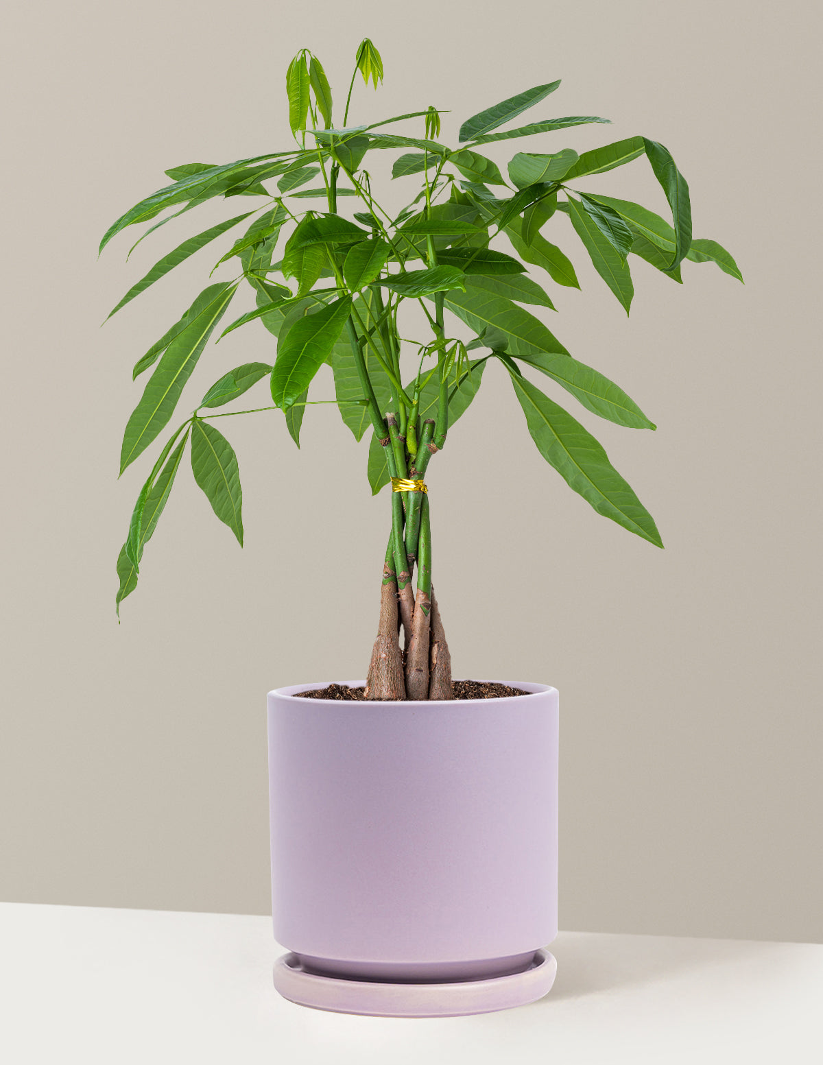 Para Ağacı (Money Tree)