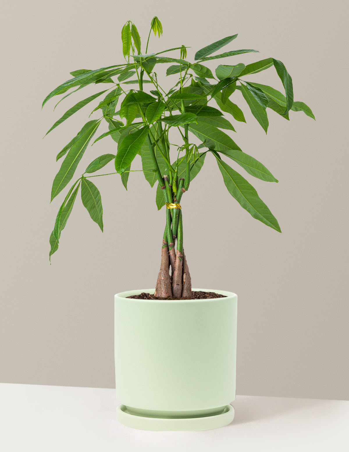 Para Ağacı (Money Tree)