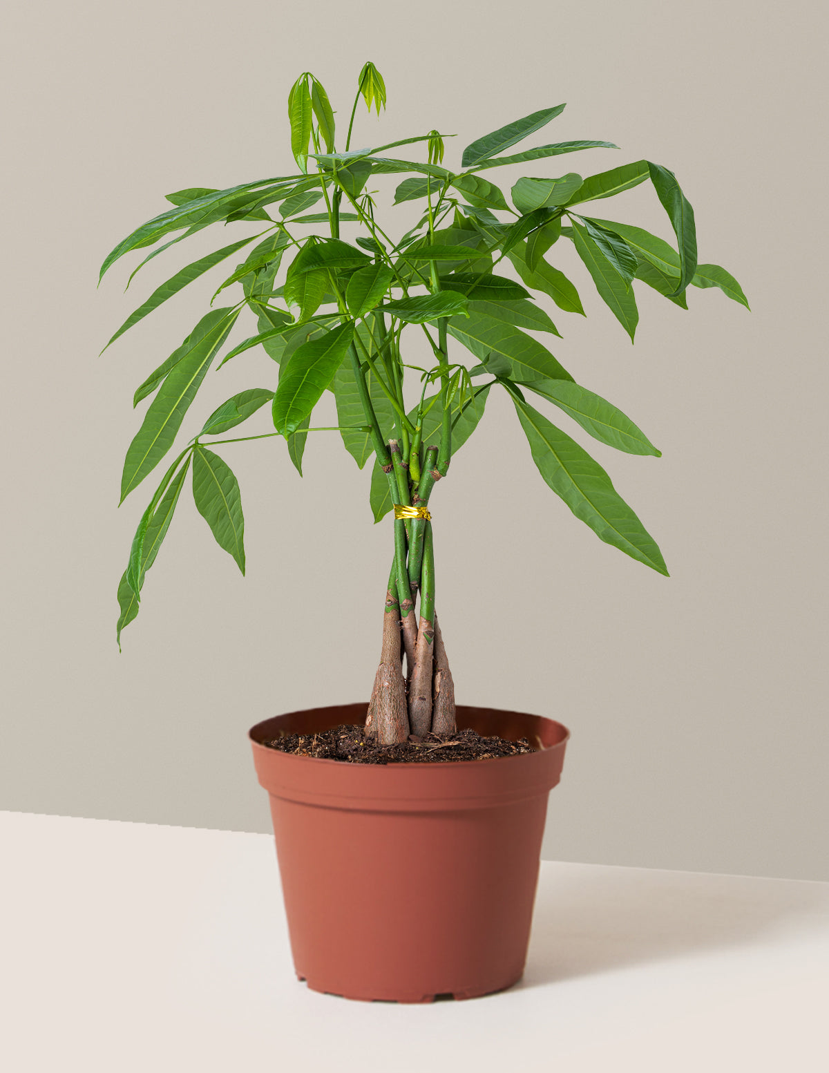 Para Ağacı (Money Tree)
