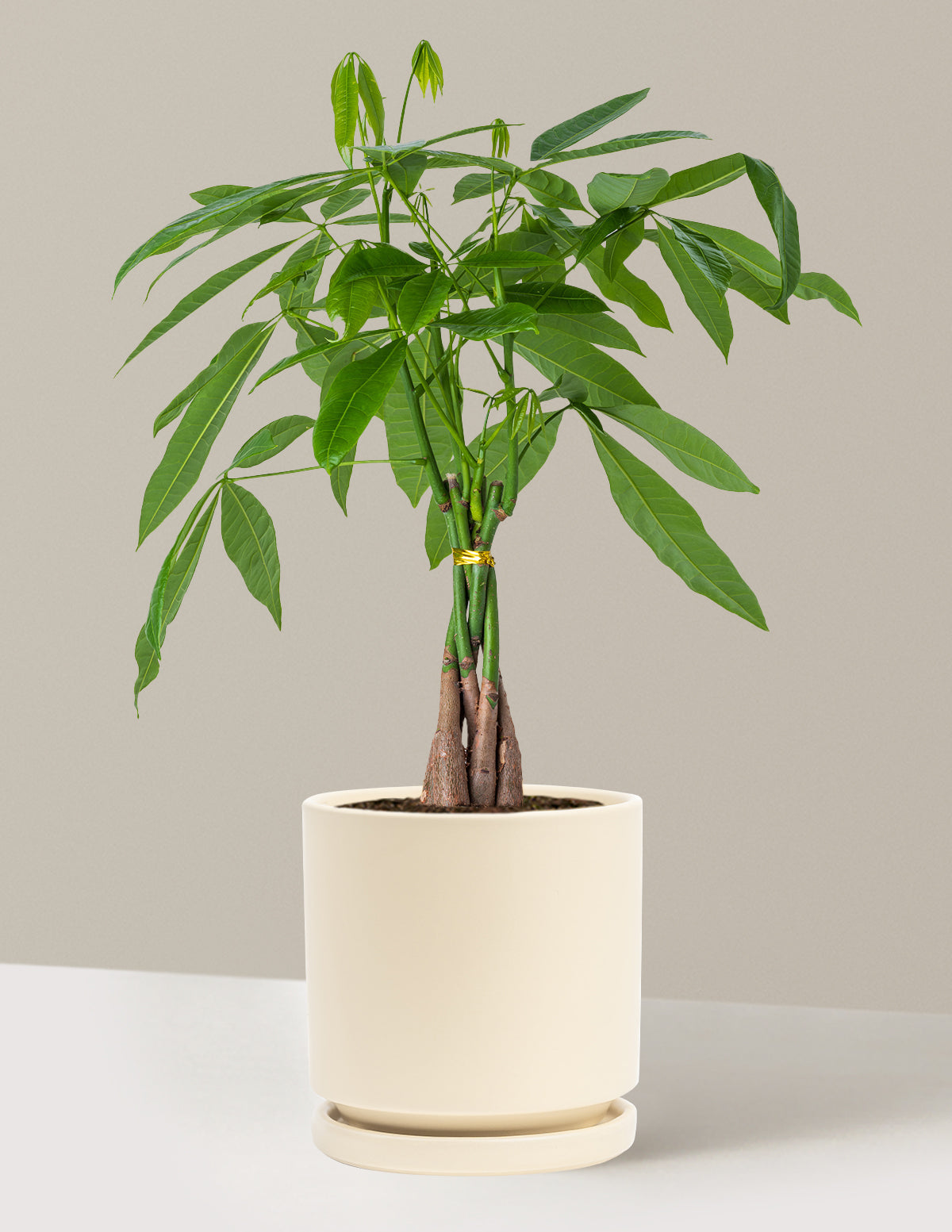Para Ağacı (Money Tree)