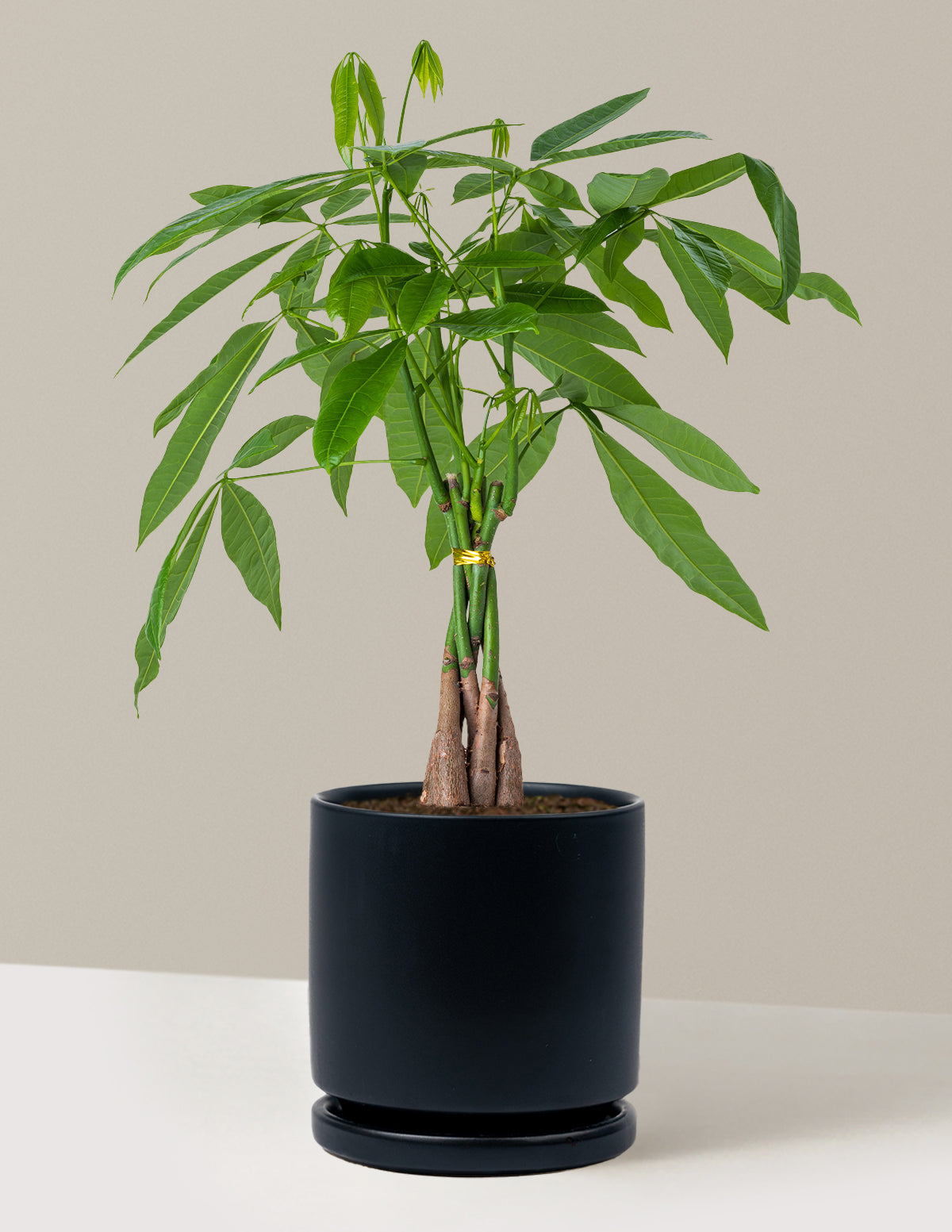 Para Ağacı (Money Tree)