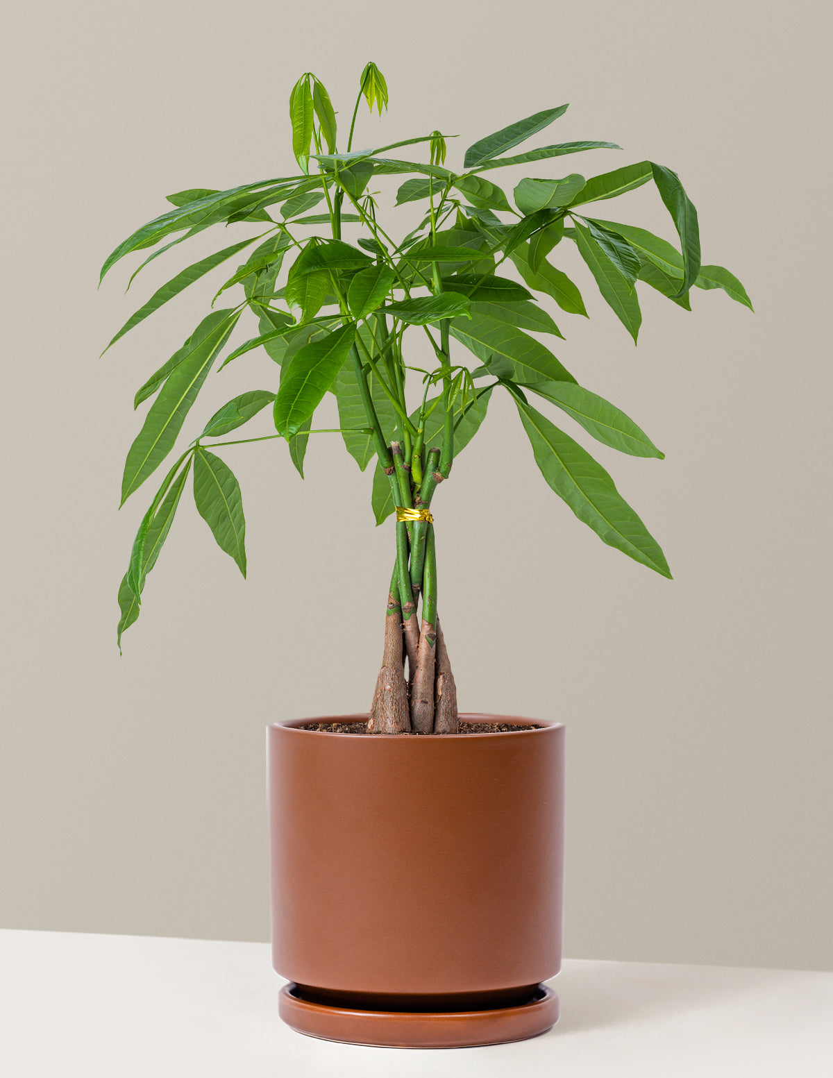 Para Ağacı (Money Tree)