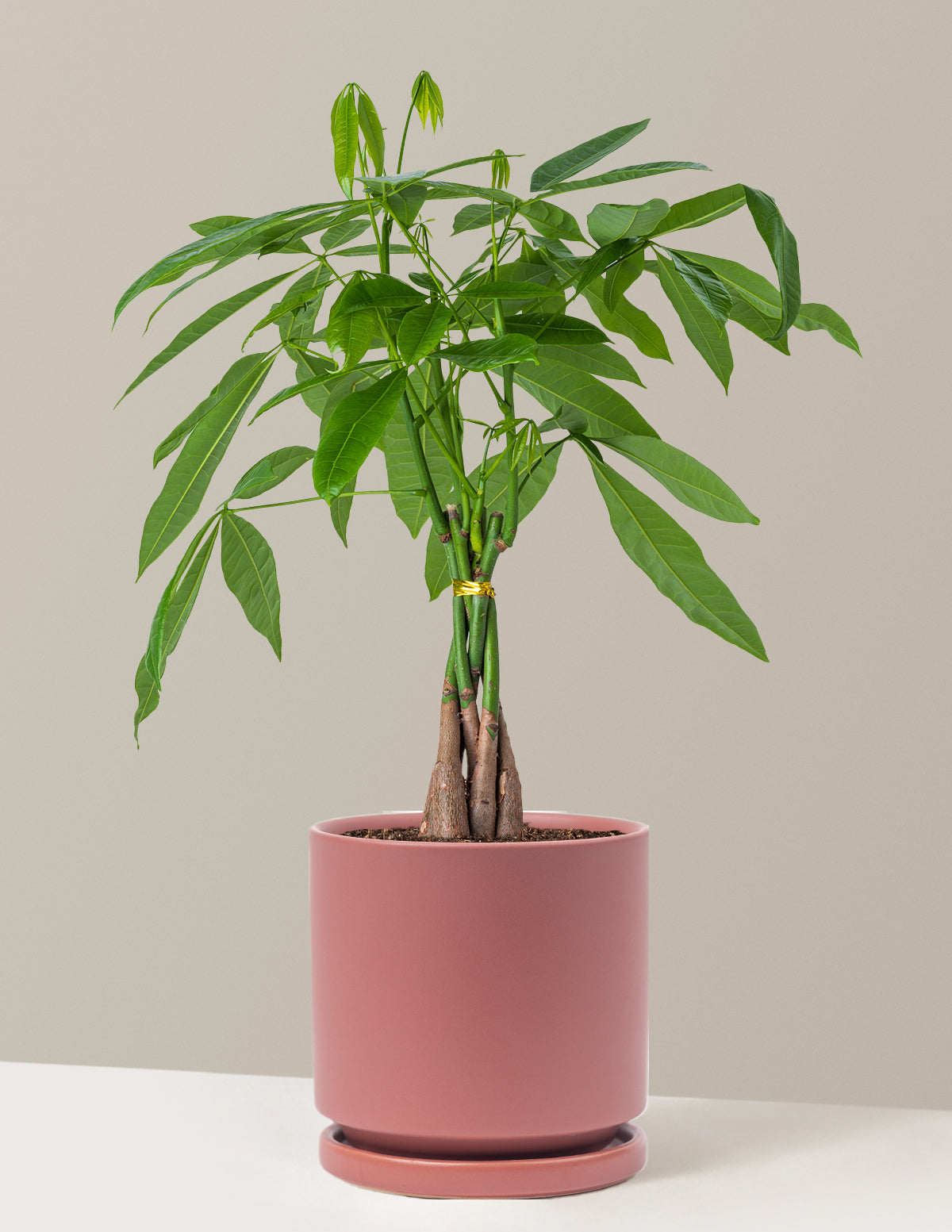 Para Ağacı (Money Tree)
