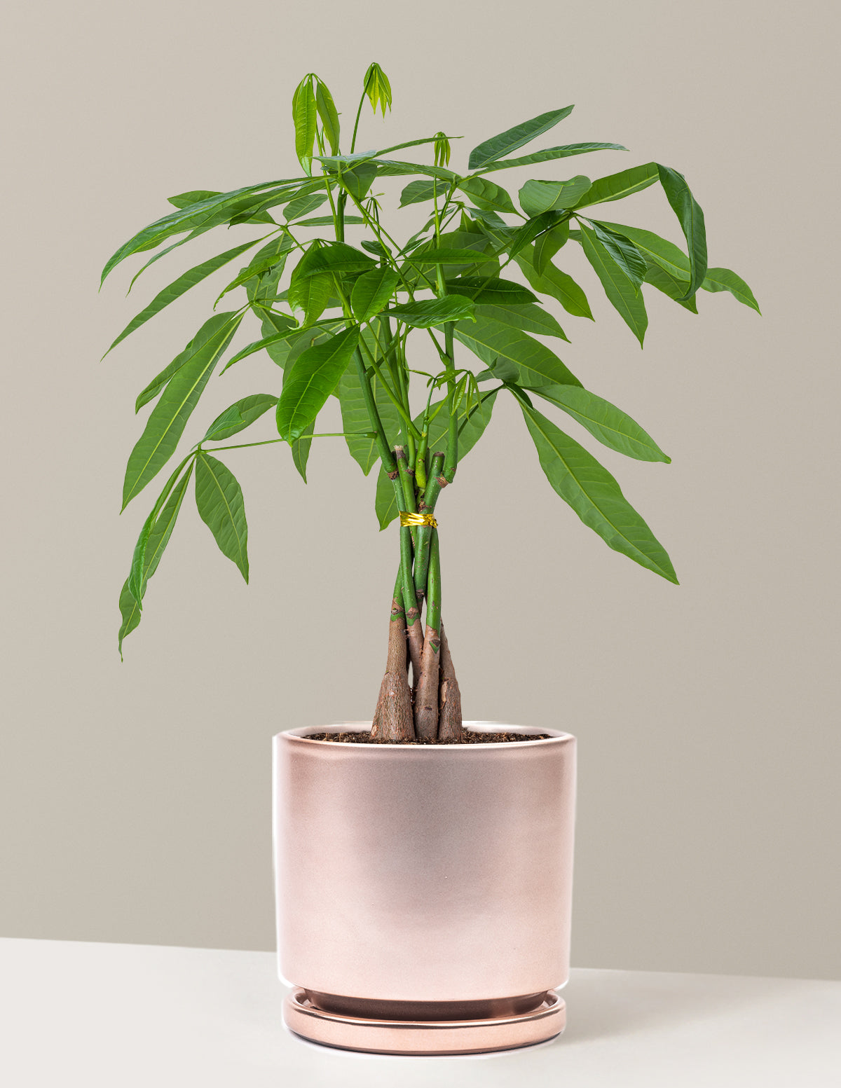 Para Ağacı (Money Tree)