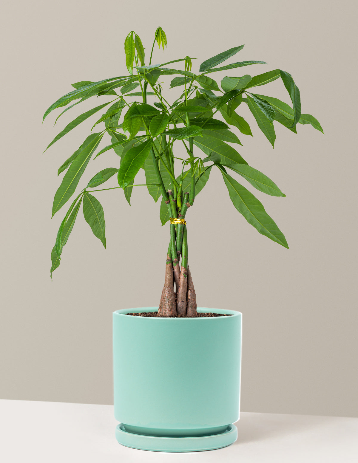 Para Ağacı (Money Tree)