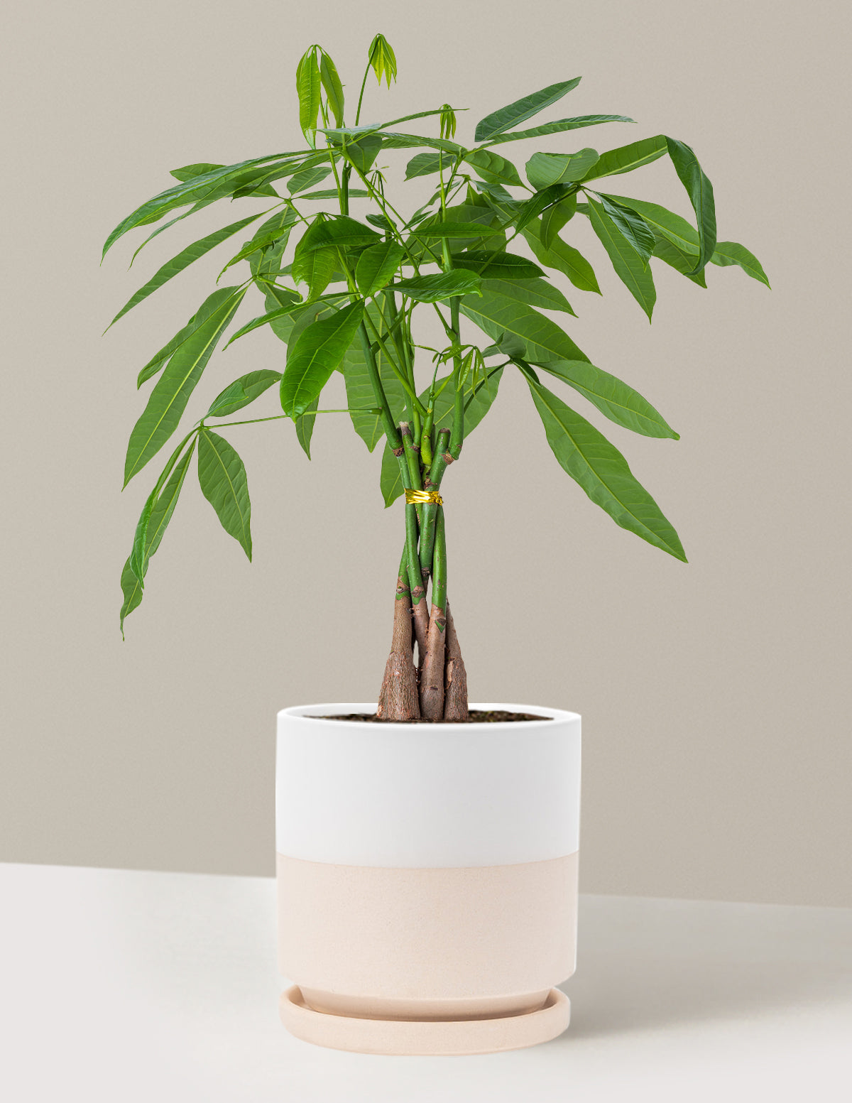 Para Ağacı (Money Tree)