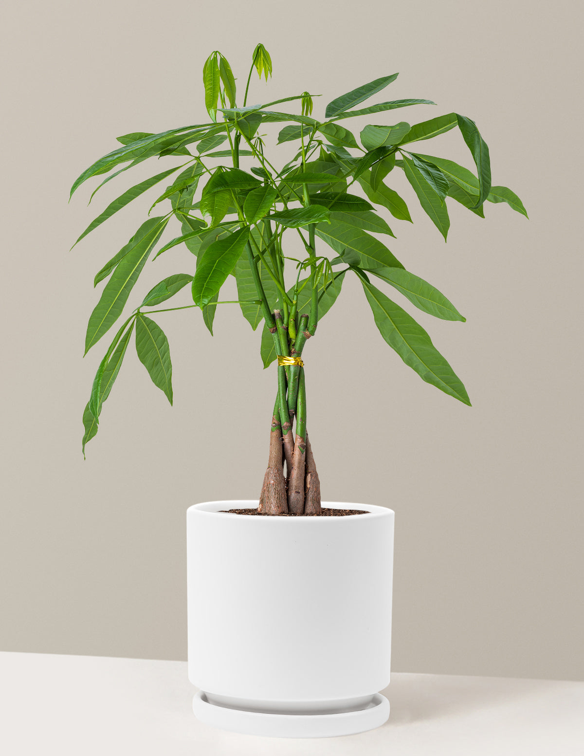 Para Ağacı (Money Tree)