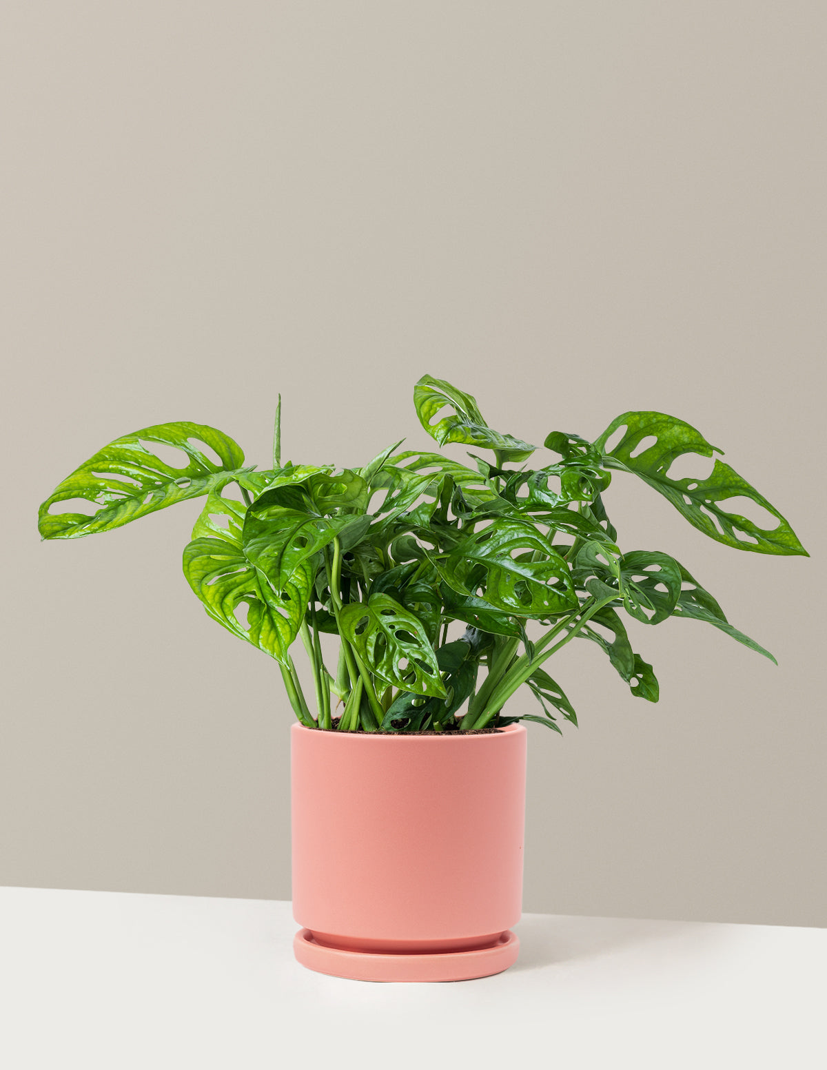 Monstera Adansonii (Deve Tabanı)