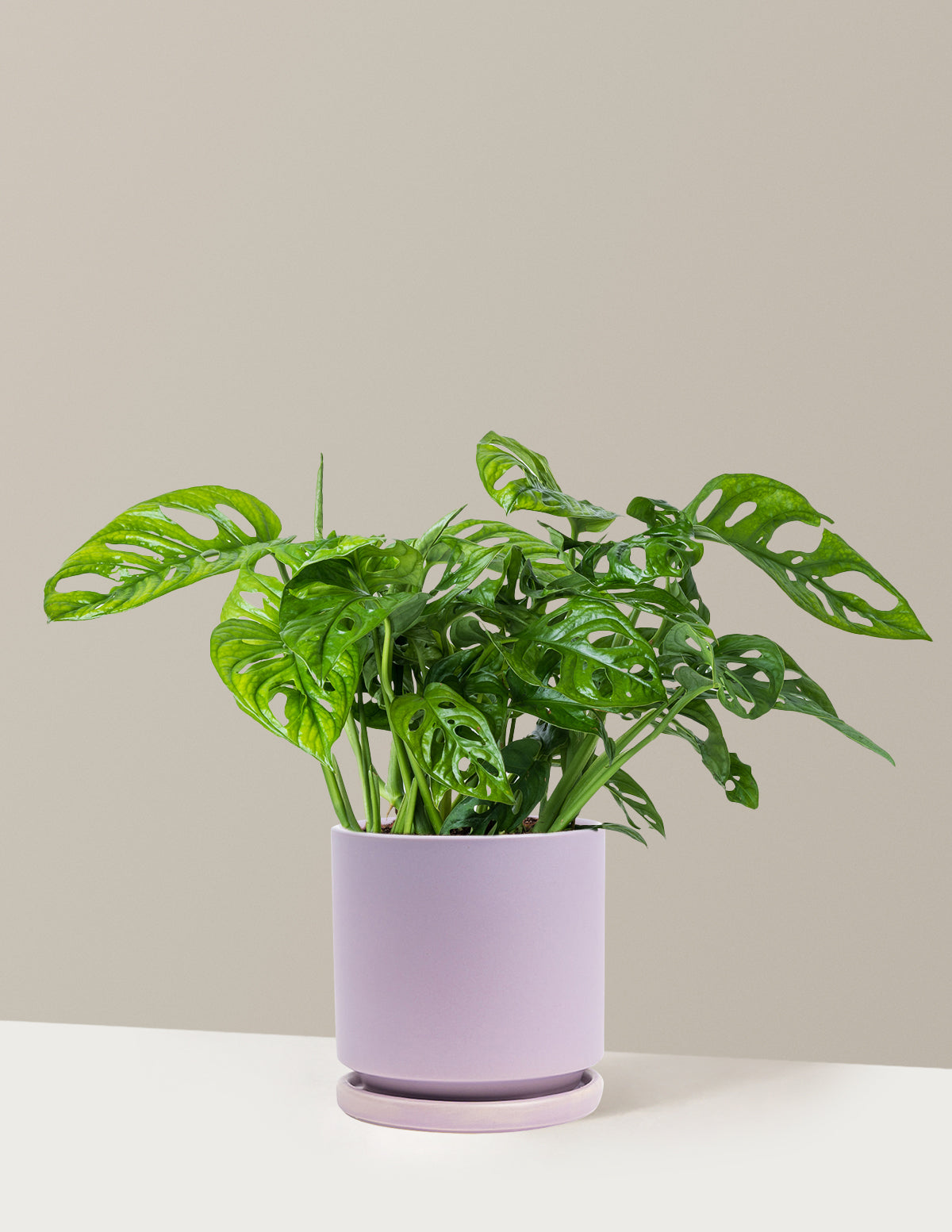 Monstera Adansonii (Deve Tabanı)