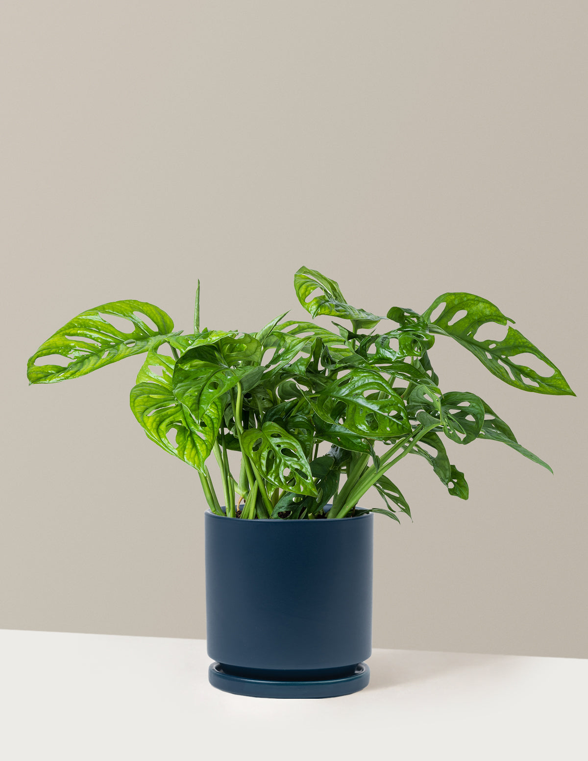 Monstera Adansonii (Deve Tabanı)
