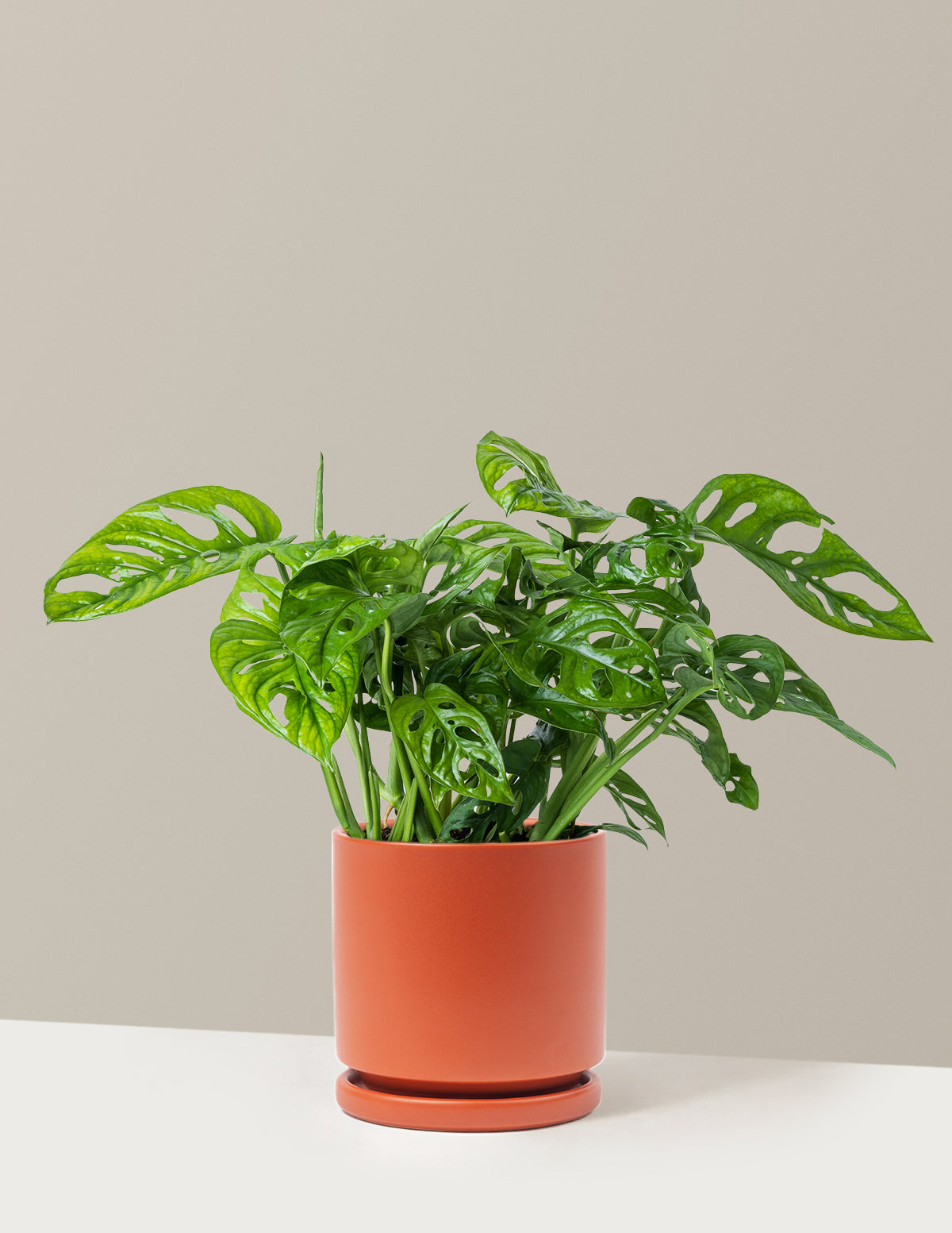 Monstera Adansonii (Deve Tabanı)