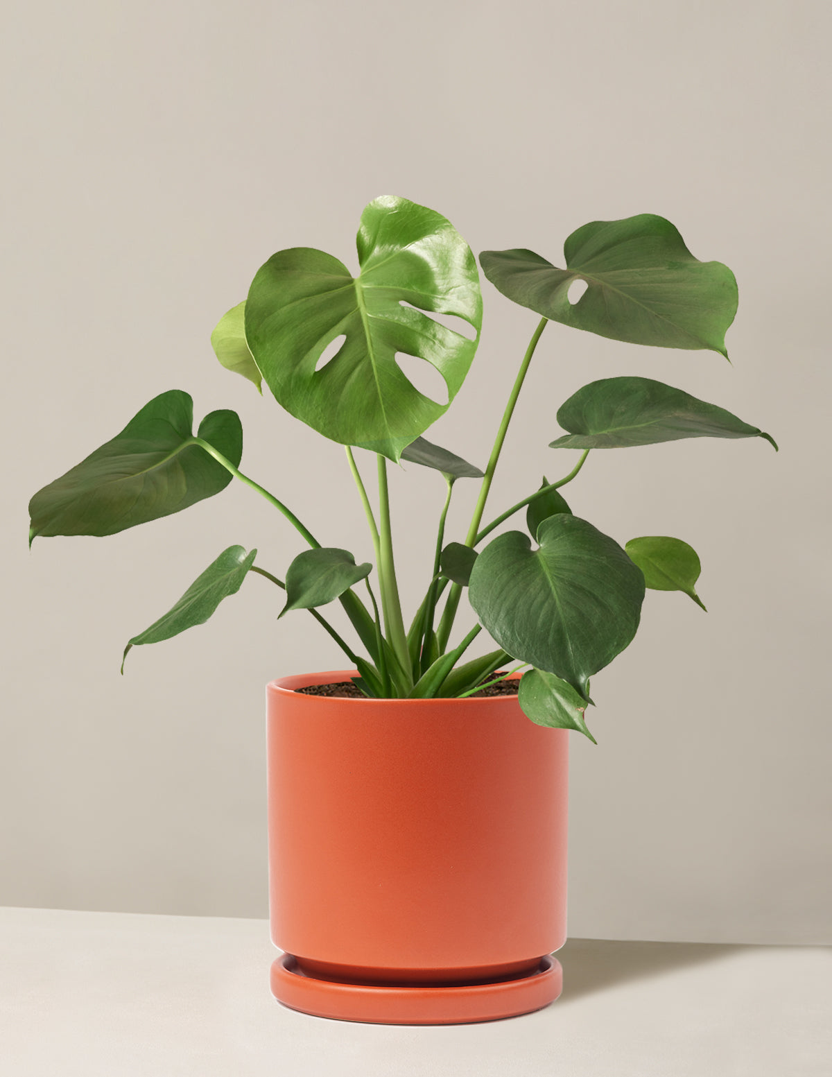 Monstera Deliciosa