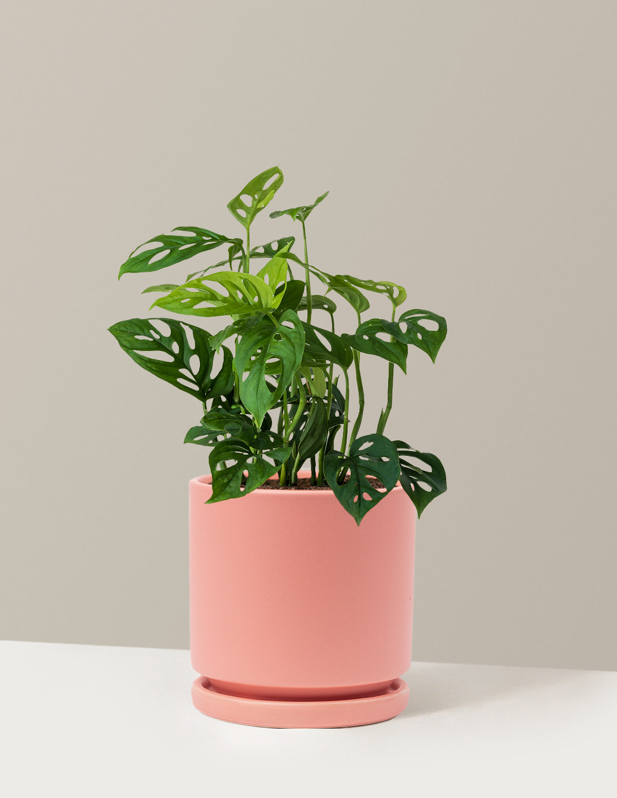 Monstera Esqueleto