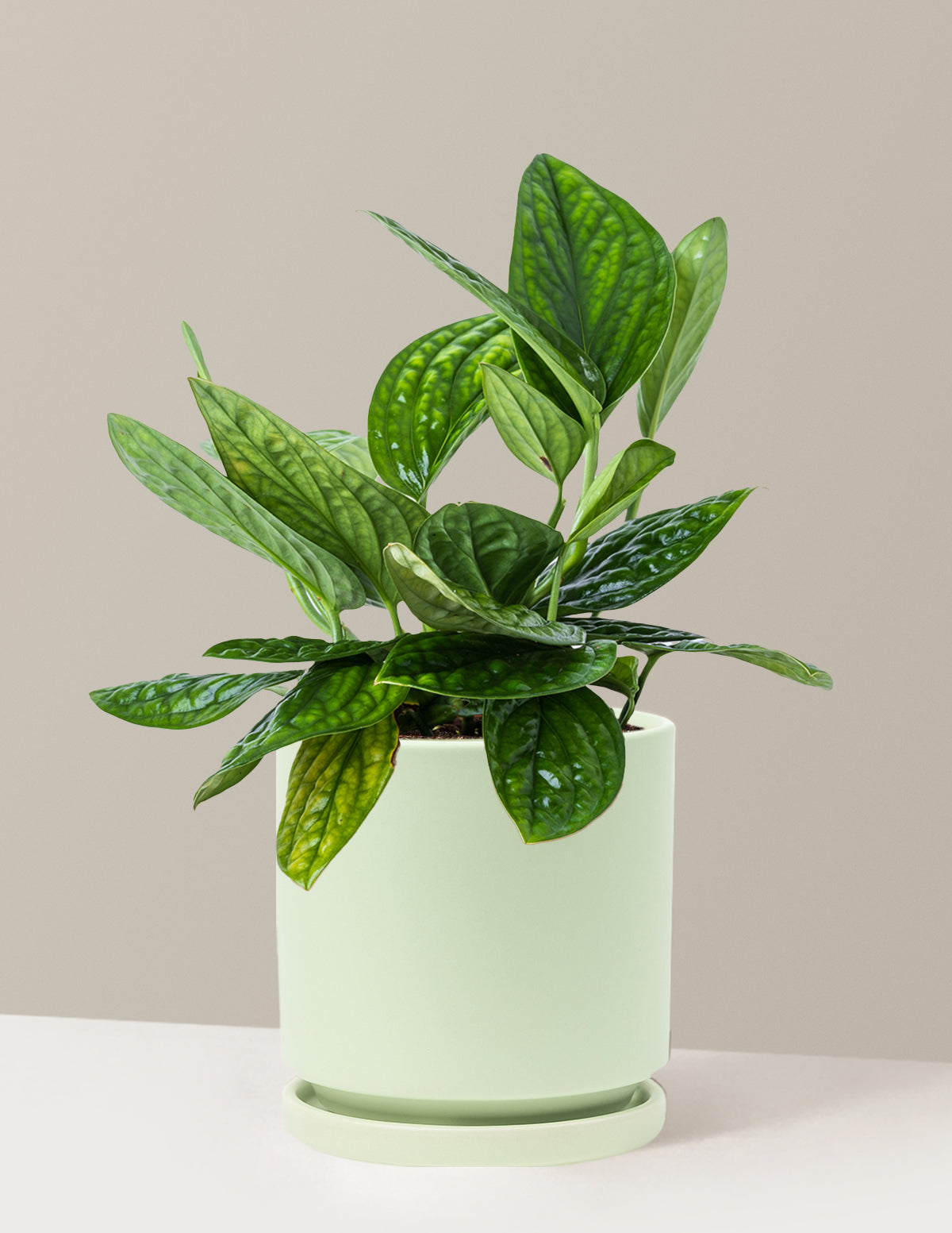 Monstera Peru