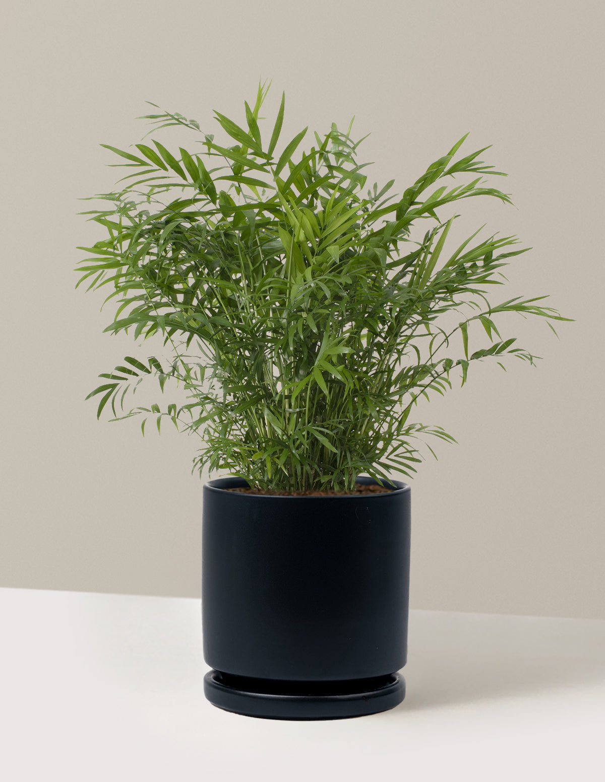 Parlor Palm (Salon Palmiyesi)