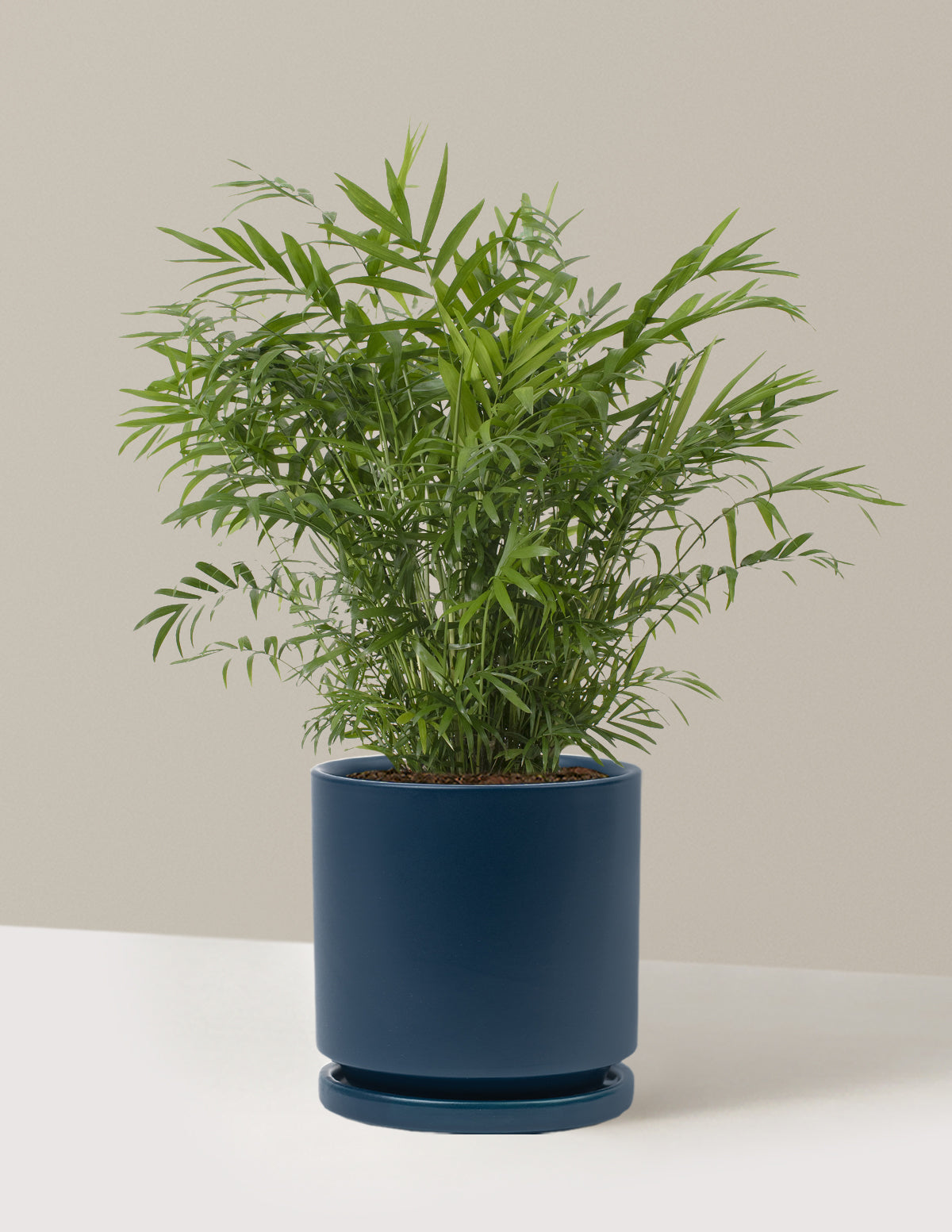 Parlor Palm (Salon Palmiyesi)