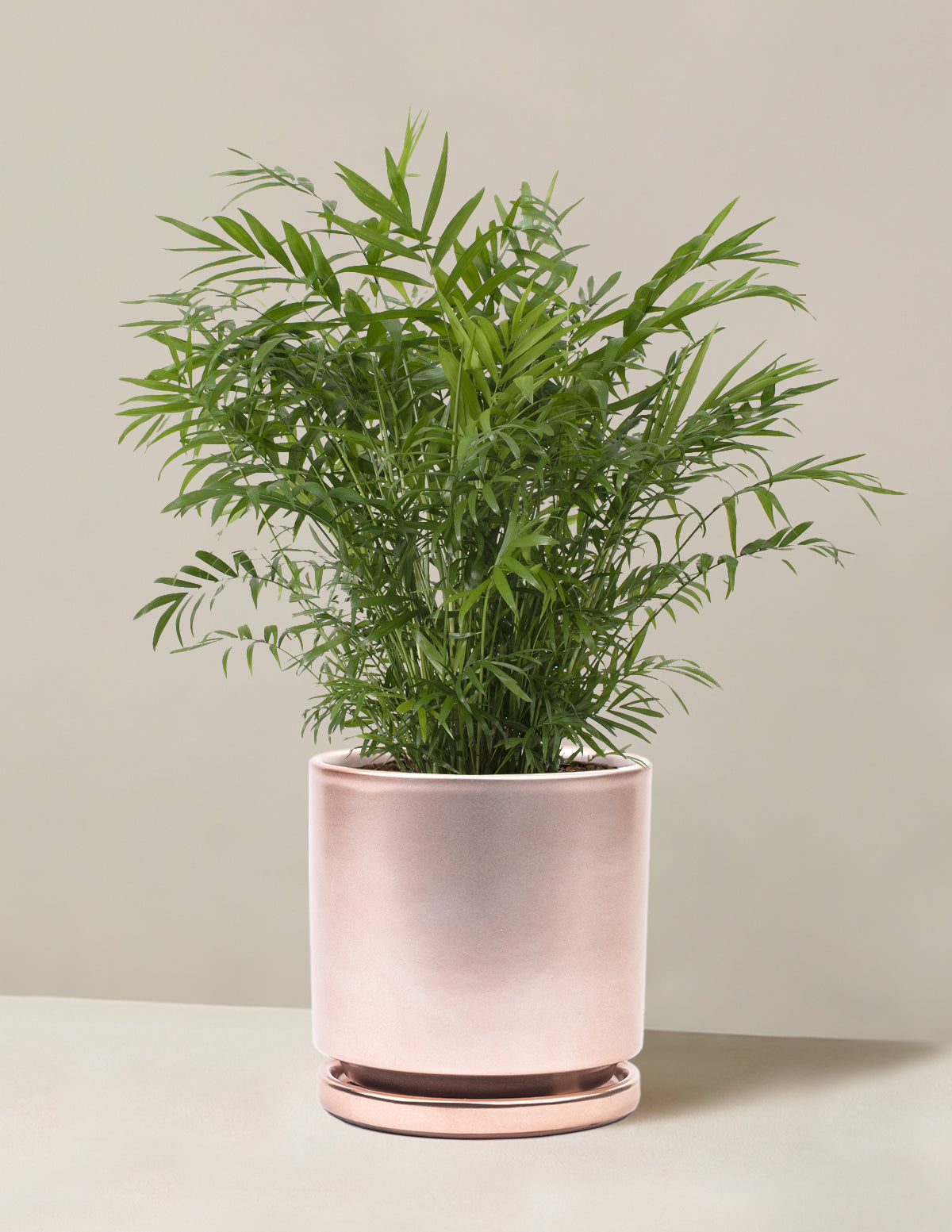 Parlor Palm (Salon Palmiyesi)