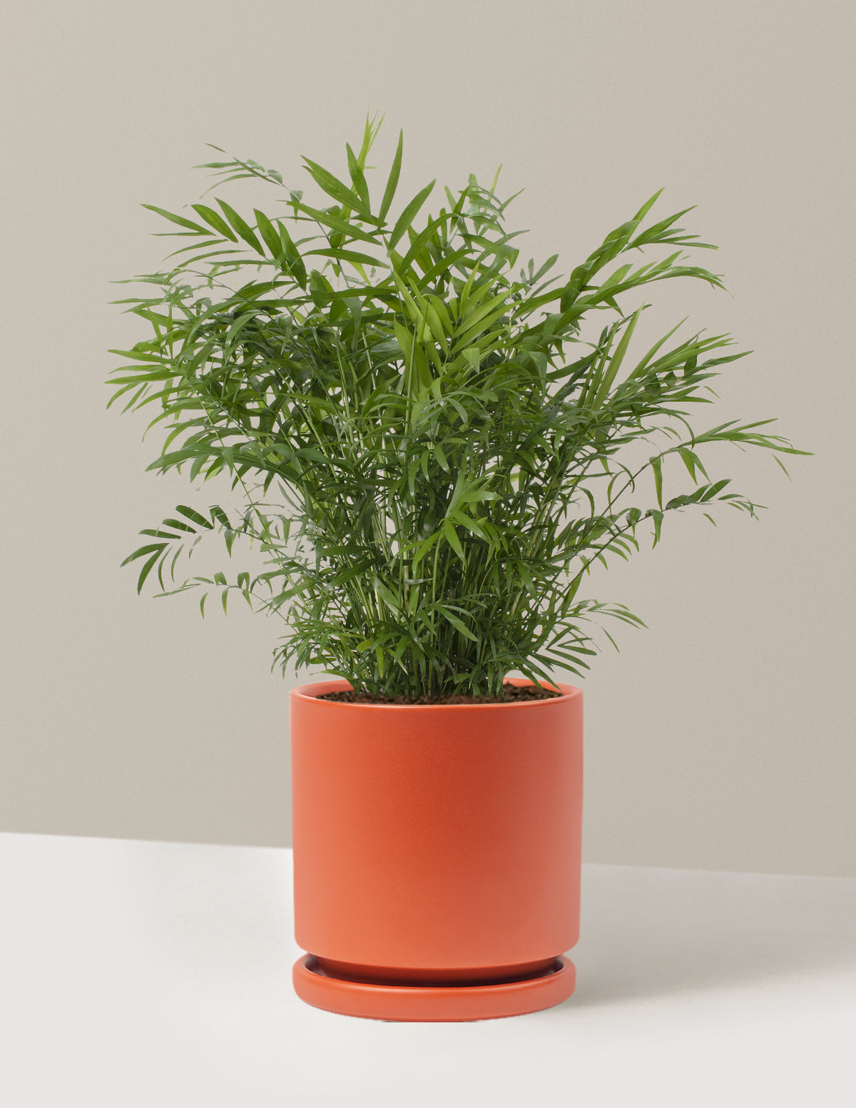 Parlor Palm (Salon Palmiyesi)