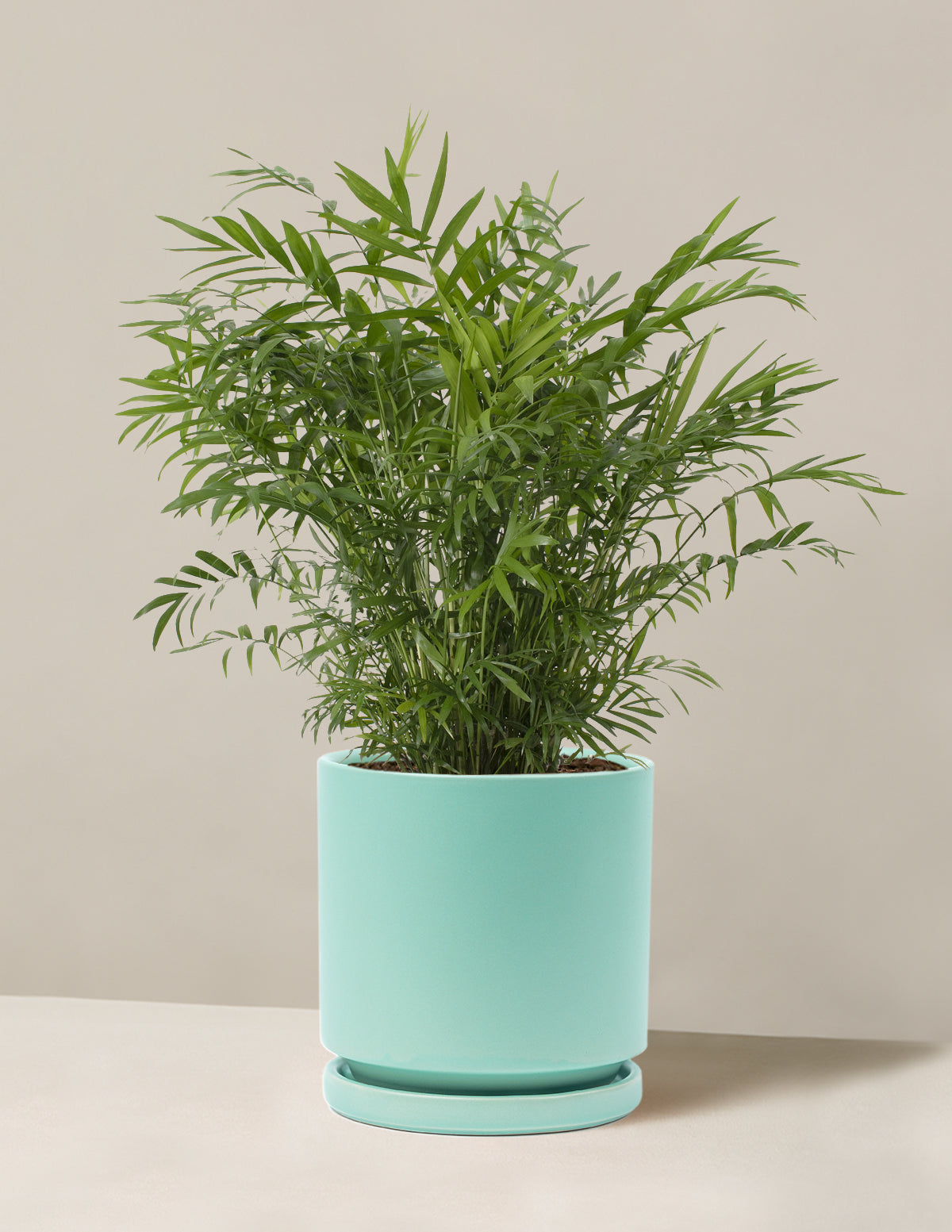 Parlor Palm (Salon Palmiyesi)