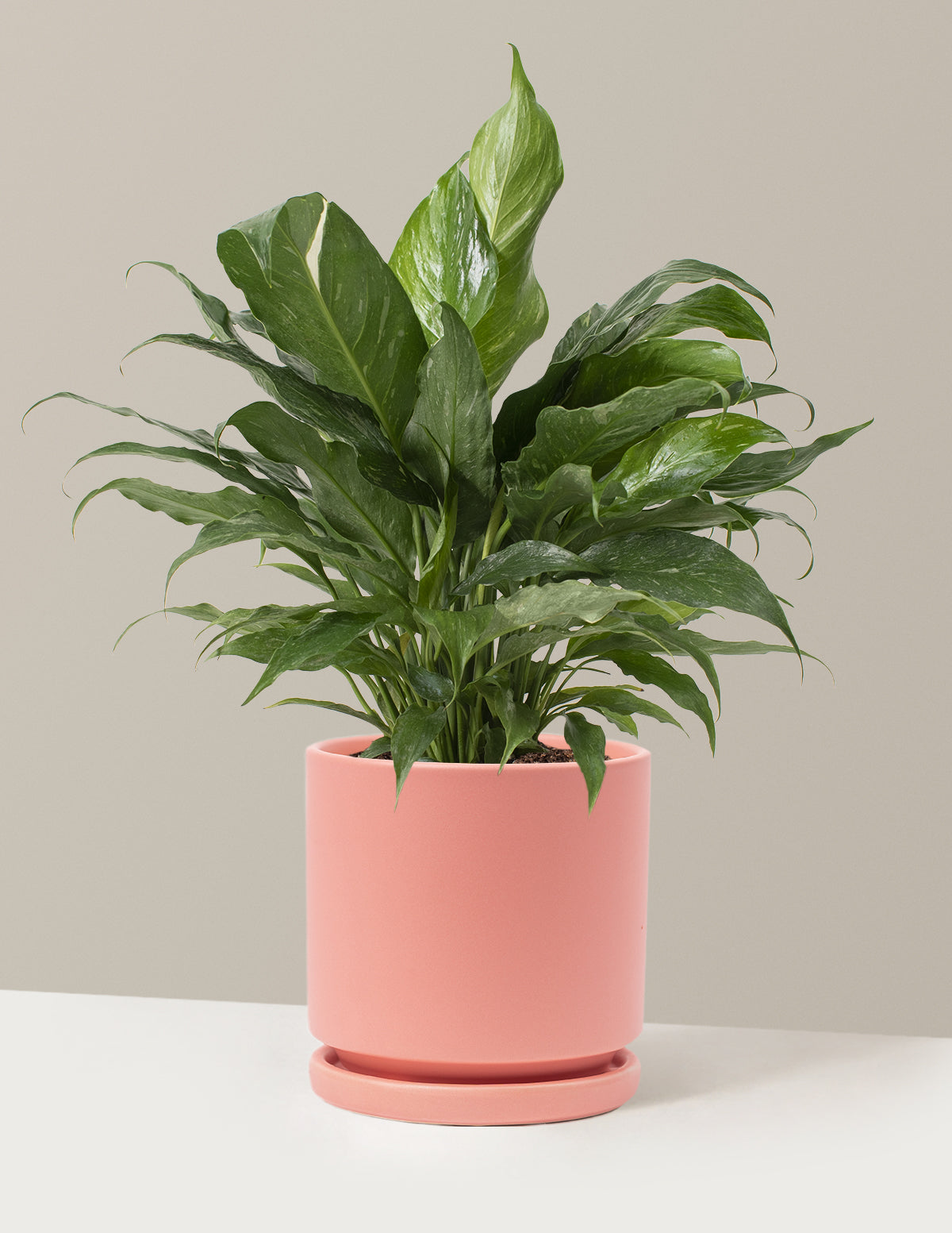 Spathiphyllum Domino (Barış Çiçeği)