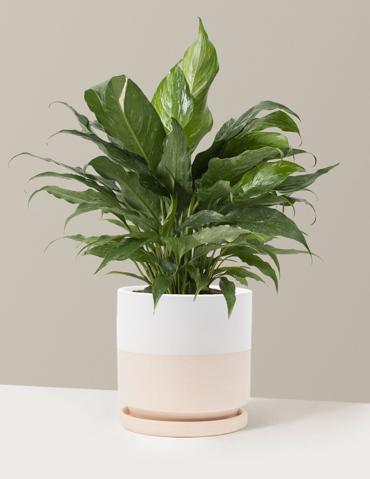 Spathiphyllum Domino (Barış Çiçeği)