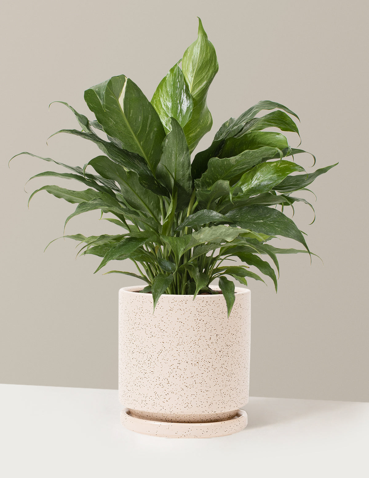 Spathiphyllum Domino (Barış Çiçeği)