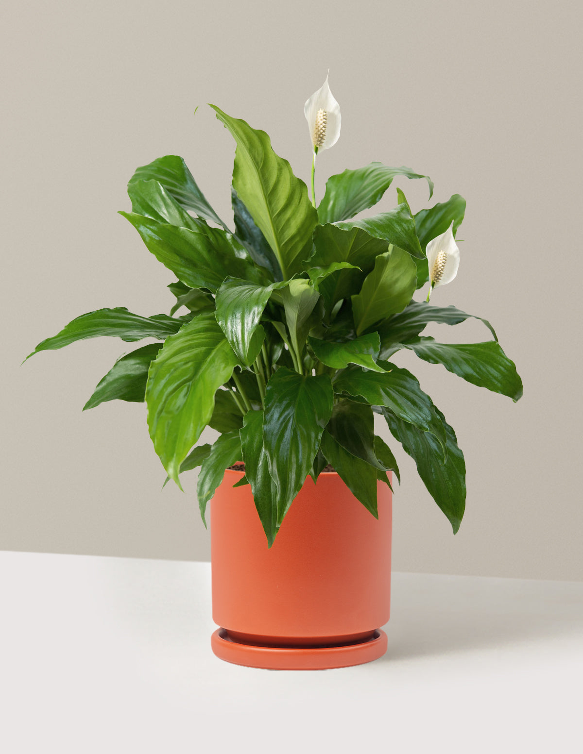 Barış Çiçeği (Peace Lily)