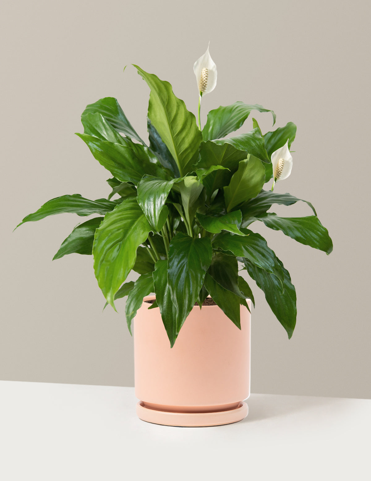 Barış Çiçeği (Peace Lily)