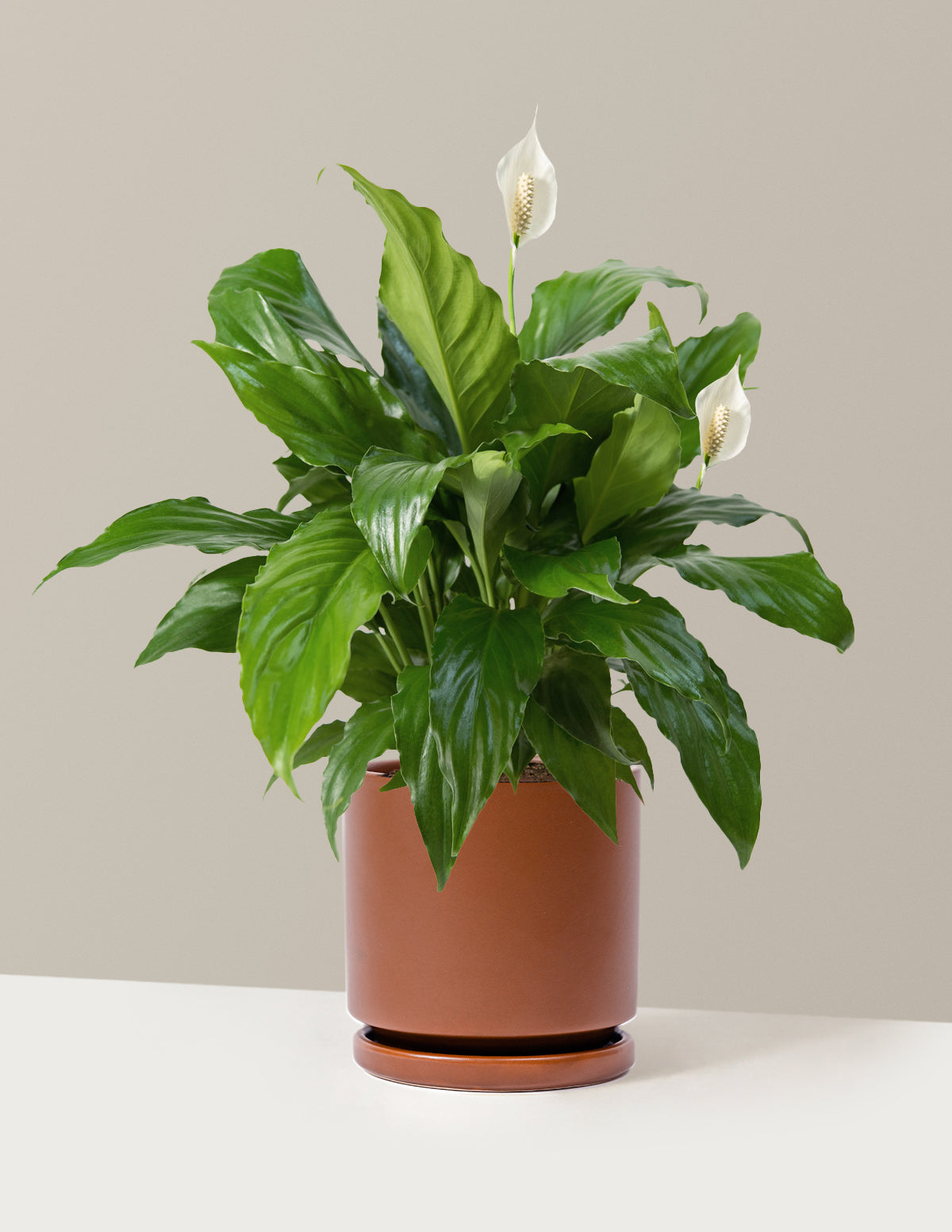 Barış Çiçeği (Peace Lily)