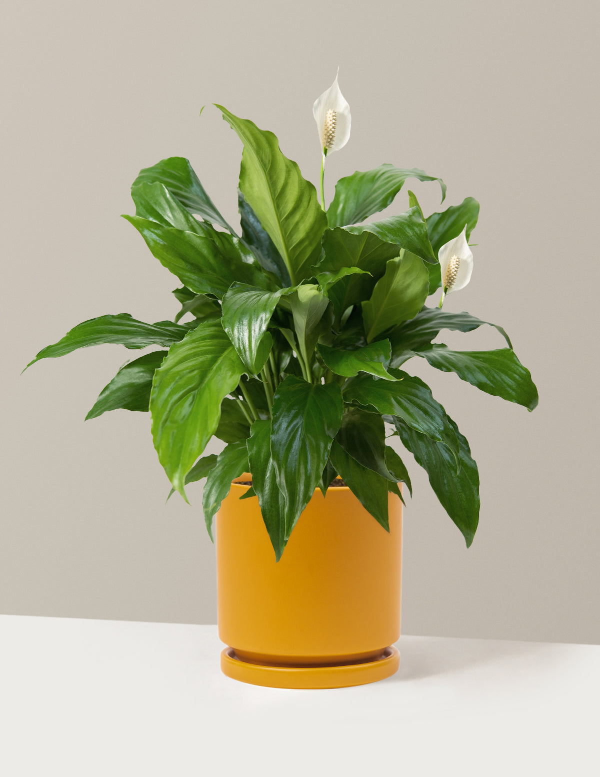 Barış Çiçeği (Peace Lily)