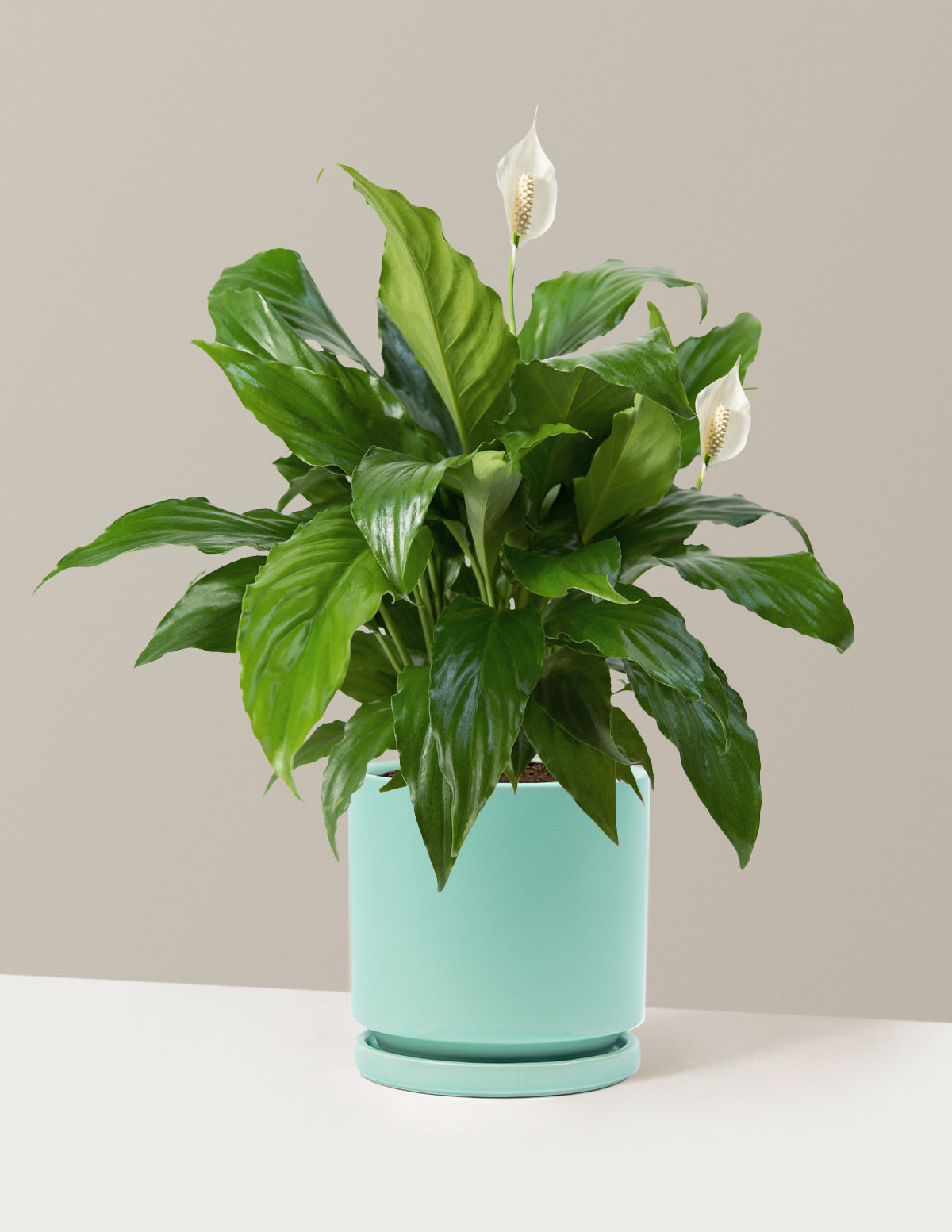 Barış Çiçeği (Peace Lily)