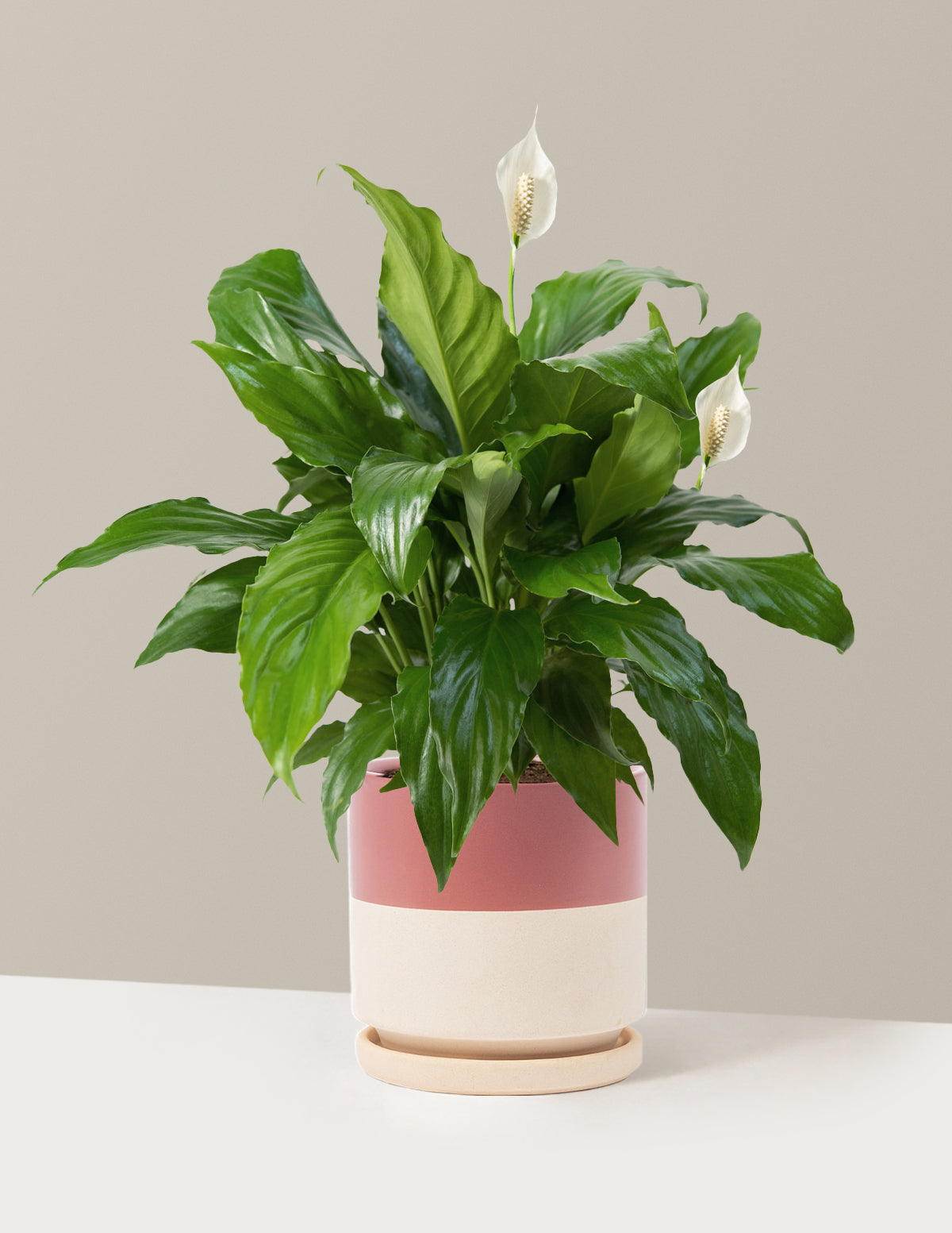 Barış Çiçeği (Peace Lily)