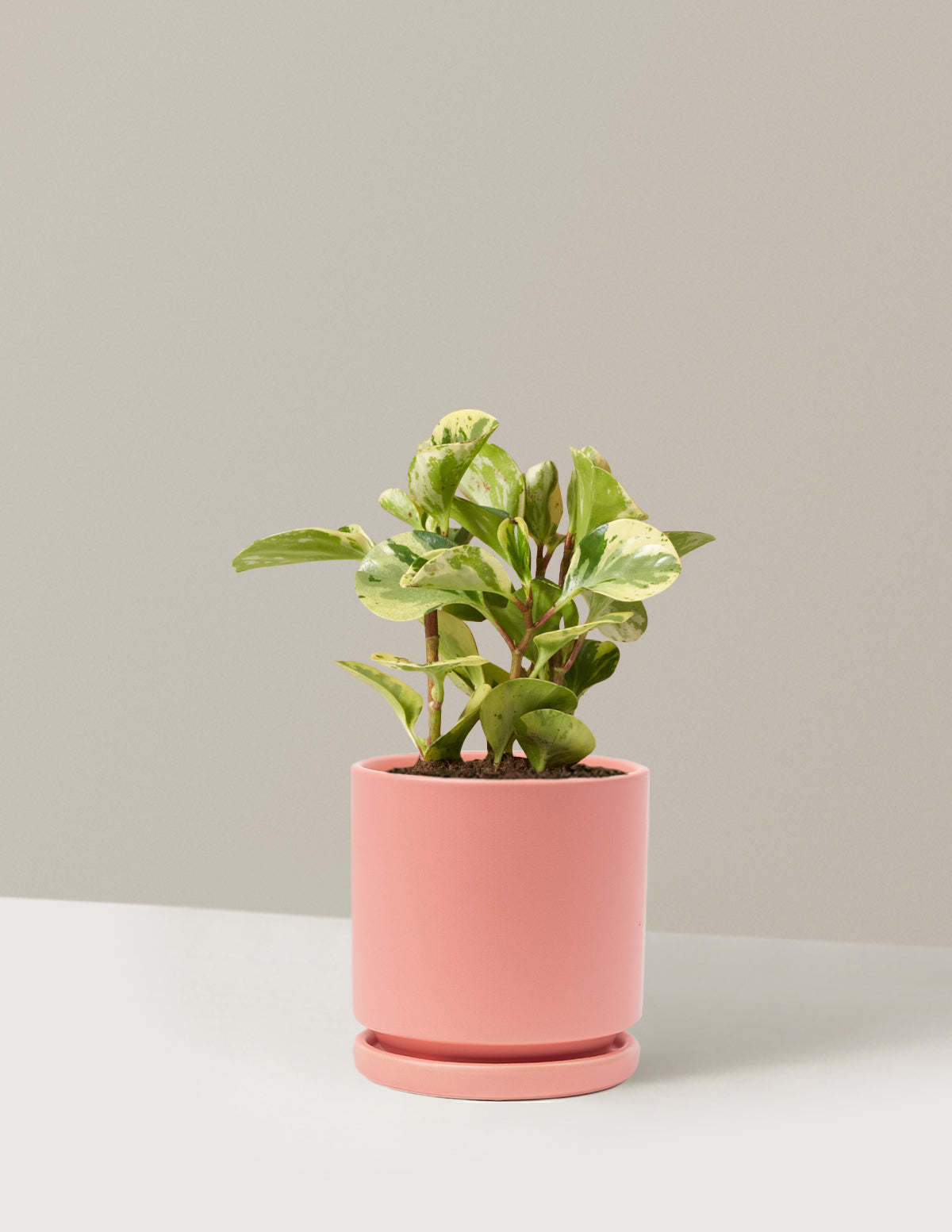 Peperomia Green Gold