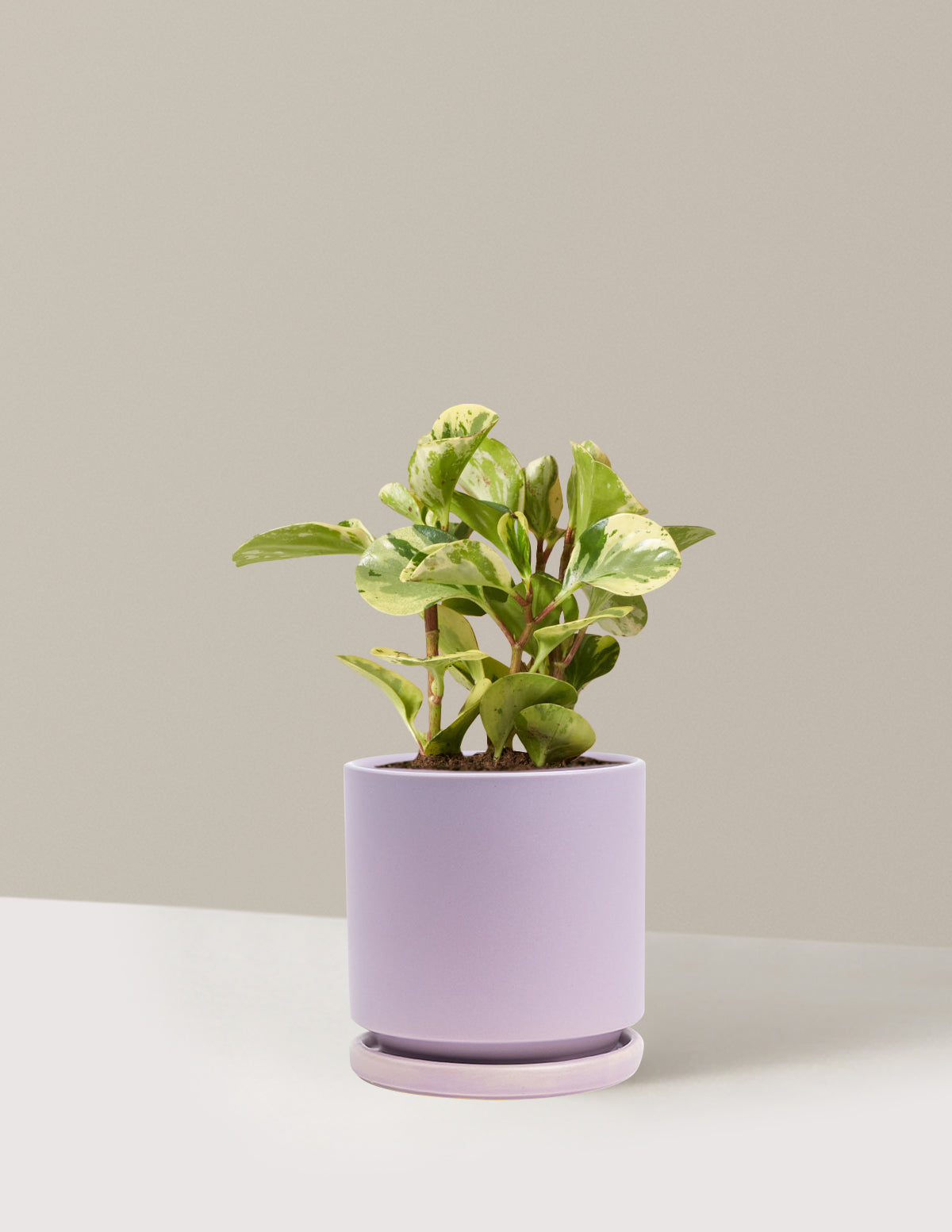 Peperomia Green Gold