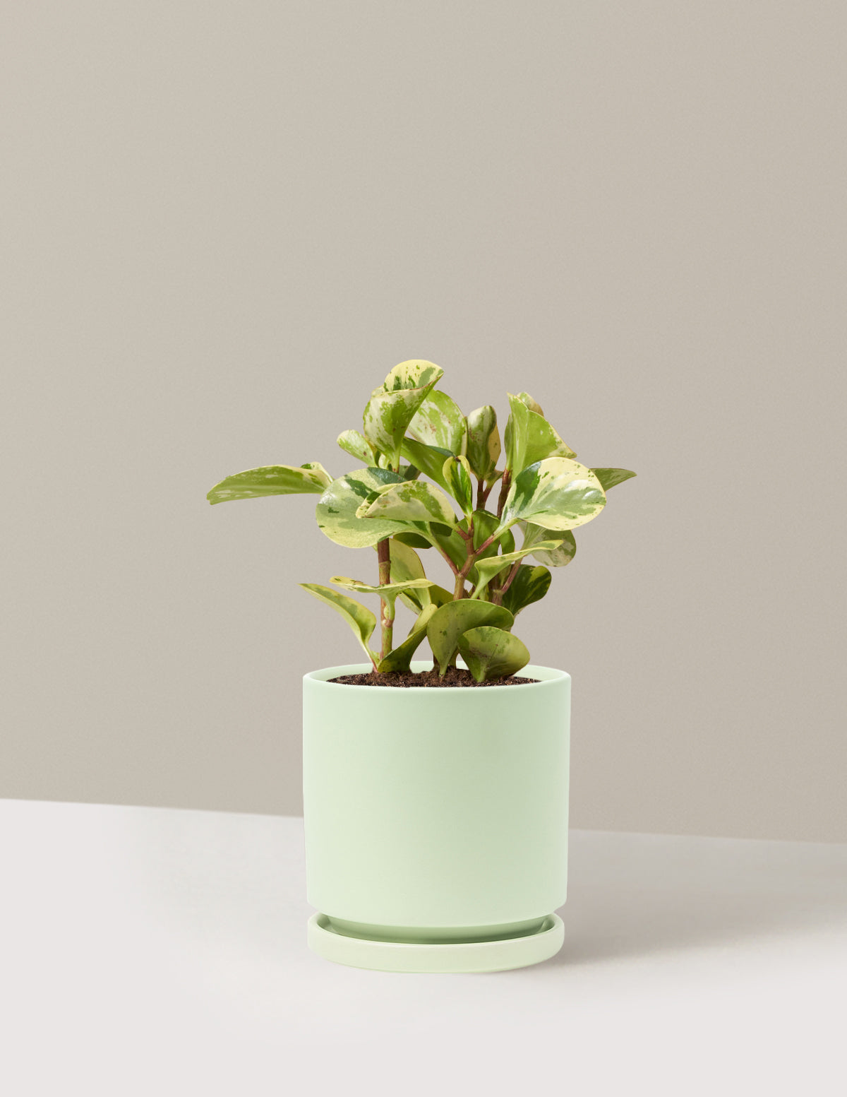 Peperomia Green Gold