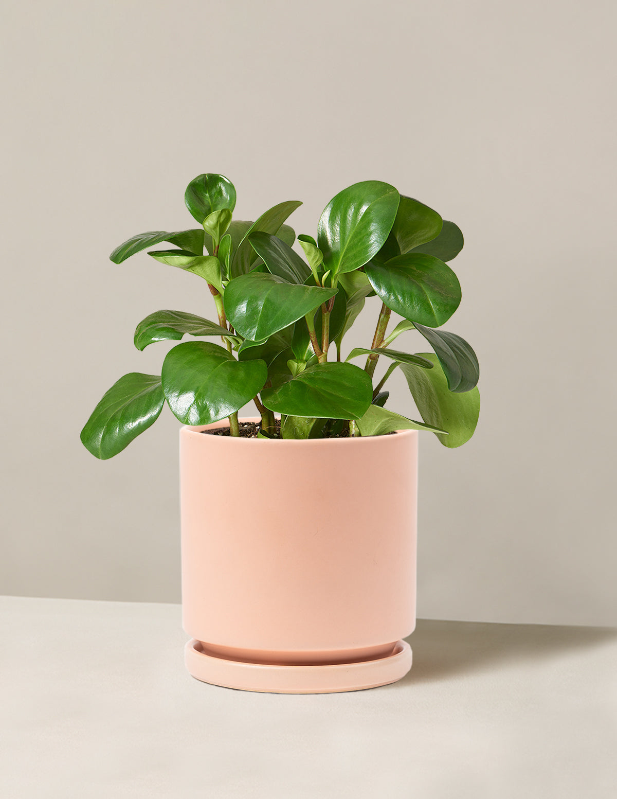 Baby Rubber Plant (Peperomia obtusifolia)