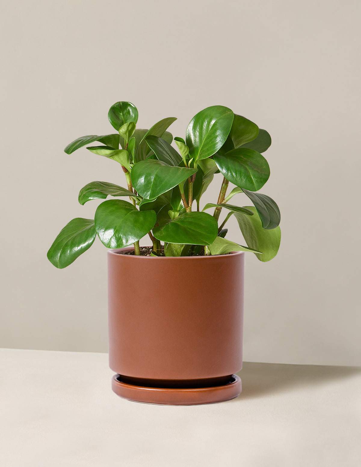 Baby Rubber Plant (Peperomia obtusifolia)