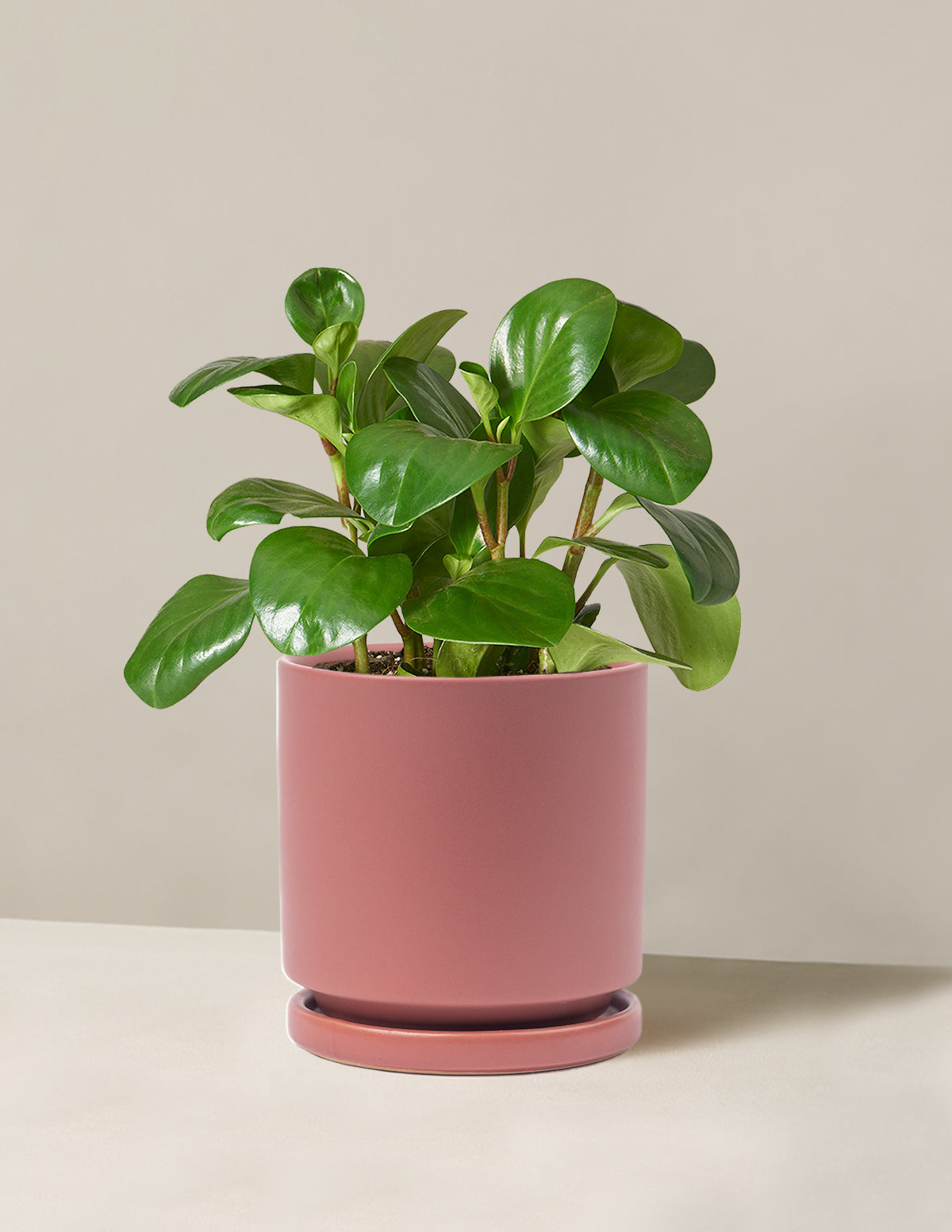 Baby Rubber Plant (Peperomia obtusifolia)