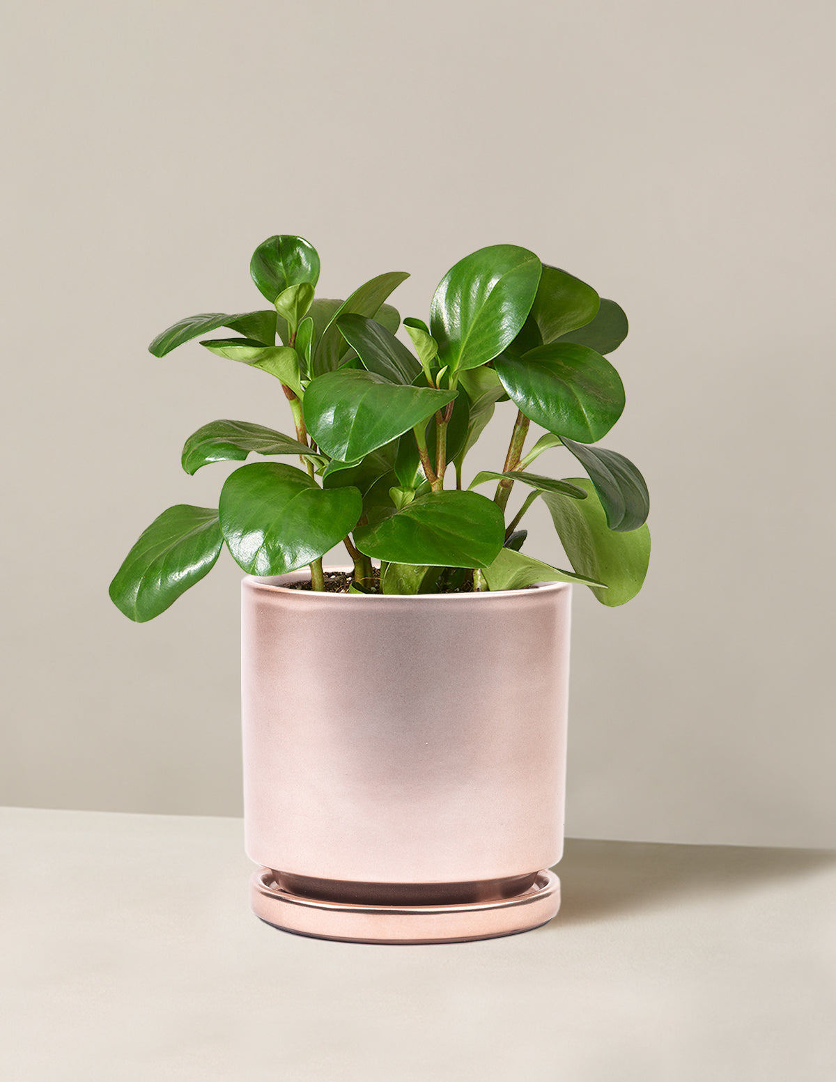 Baby Rubber Plant (Peperomia obtusifolia)