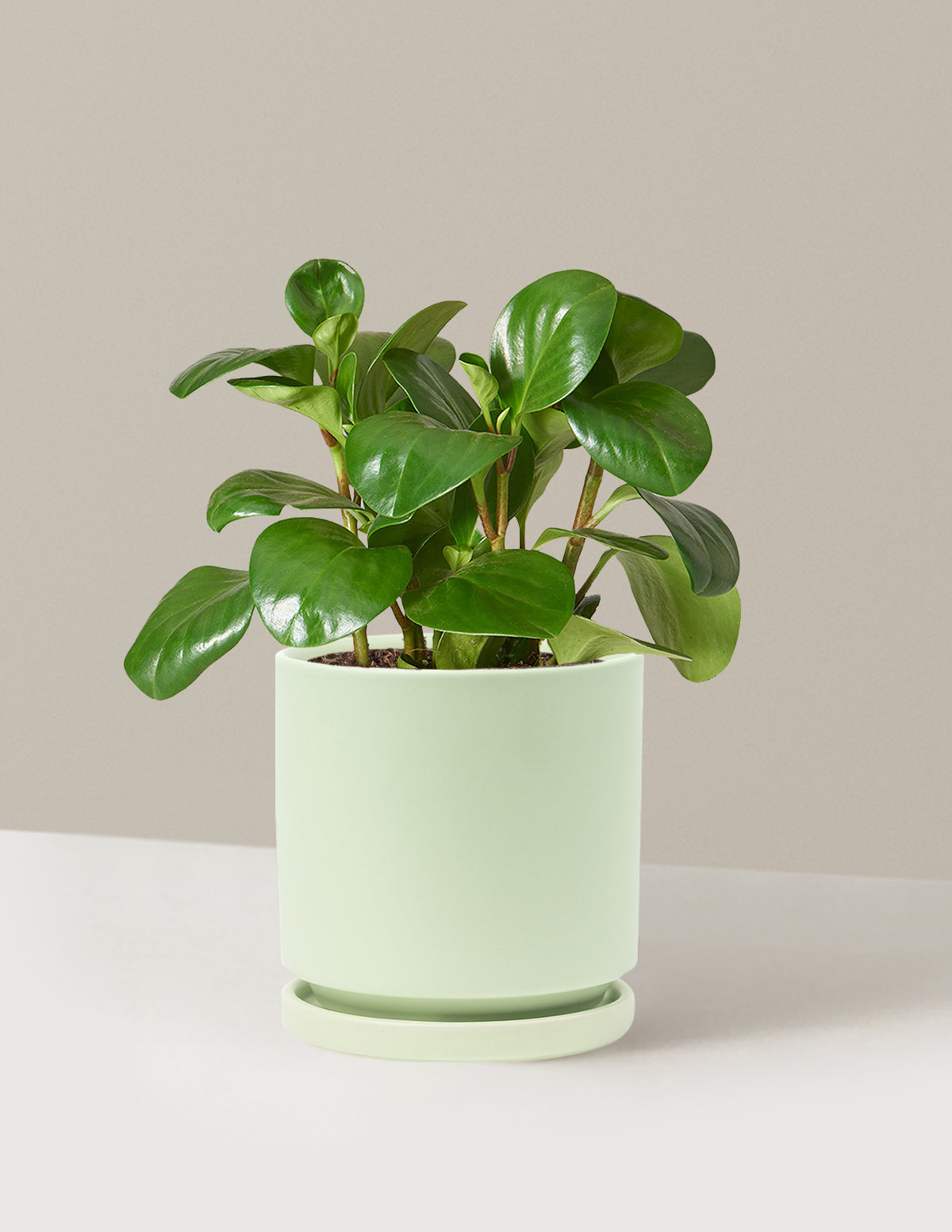 Baby Rubber Plant (Peperomia obtusifolia)