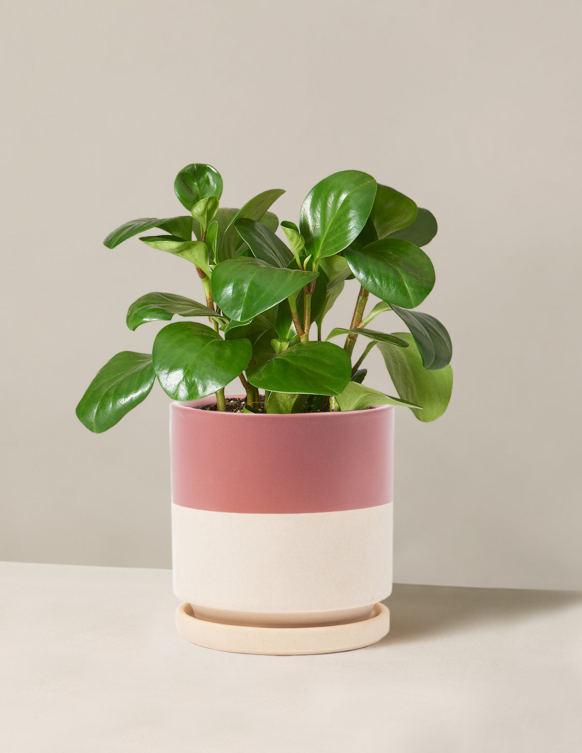 Baby Rubber Plant (Peperomia obtusifolia)