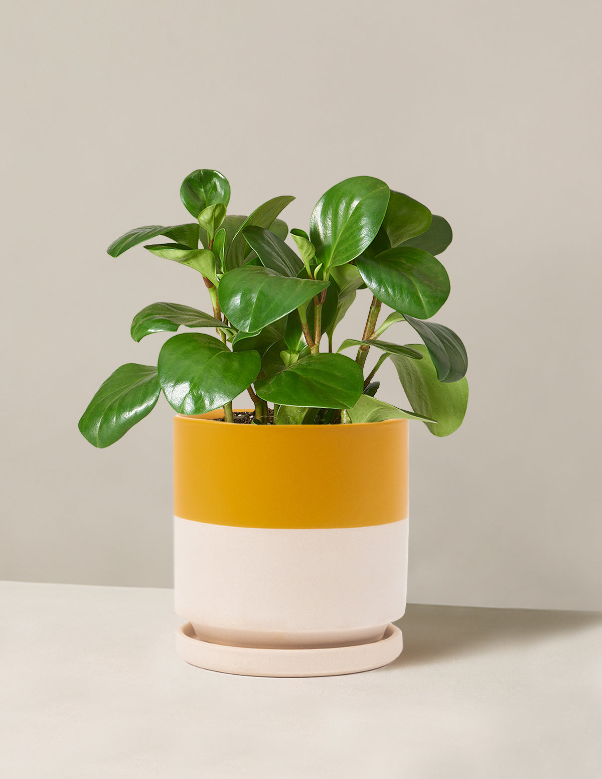 Baby Rubber Plant (Peperomia obtusifolia)