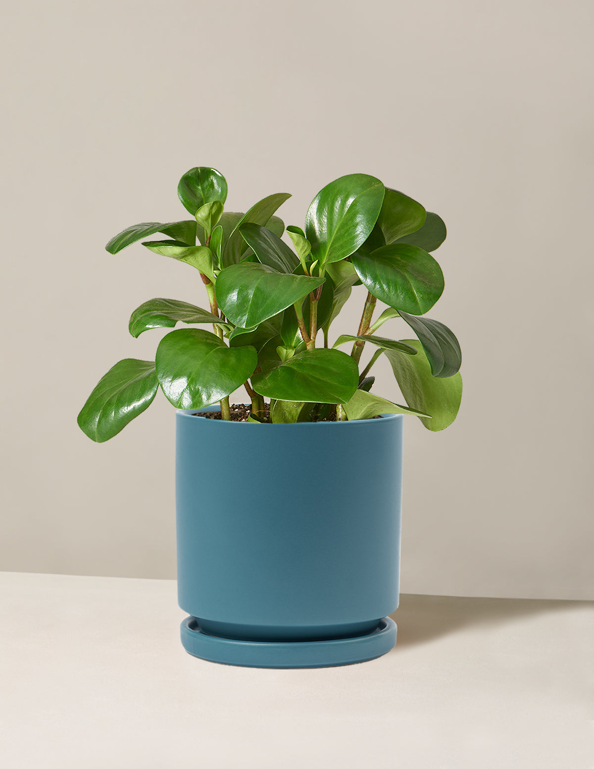 Baby Rubber Plant (Peperomia obtusifolia)