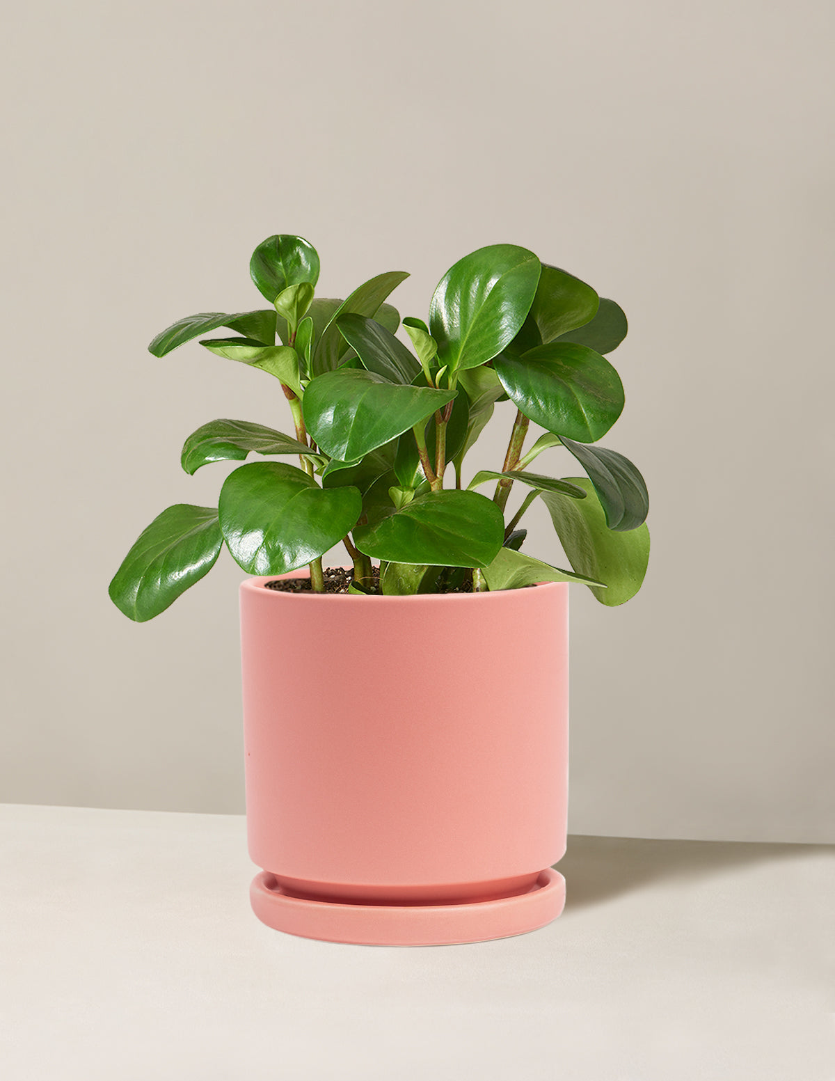 Baby Rubber Plant (Peperomia obtusifolia)